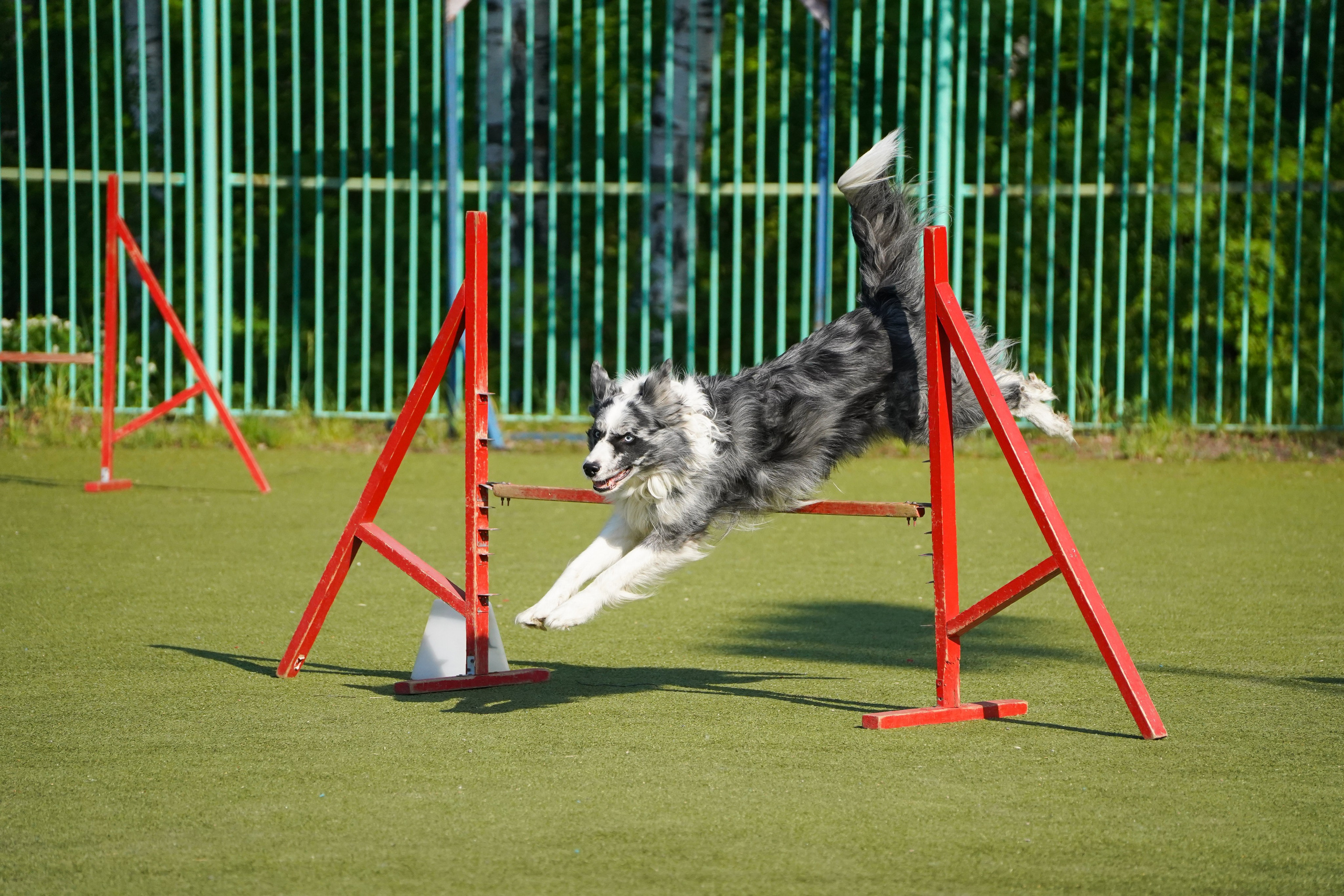 Аджилити 25.05.24, Санкт-Петербург. Фотограф-анималист Анастасия Большакова