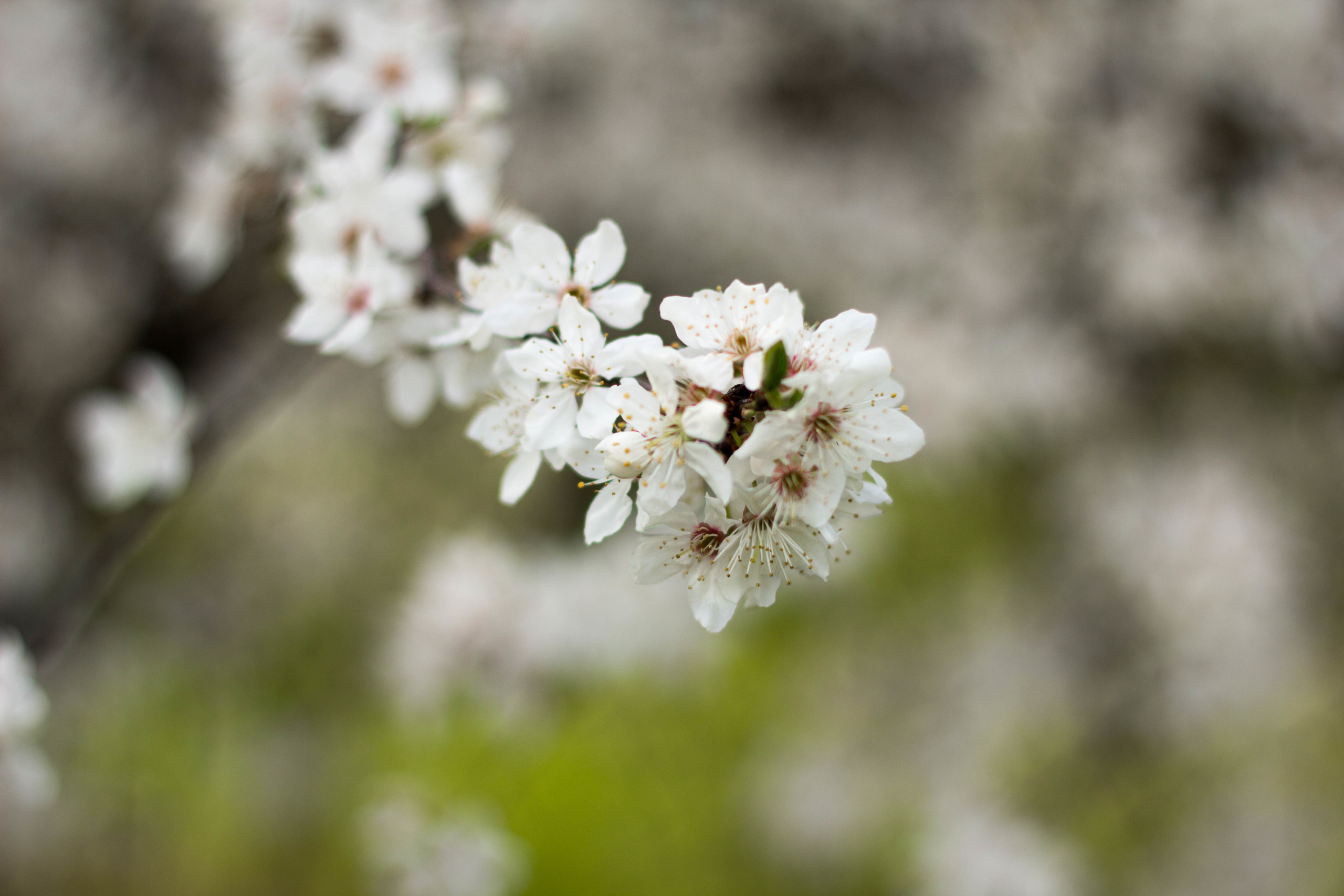 Детская фотосессия. Свадебный фотограф в Краснодаре