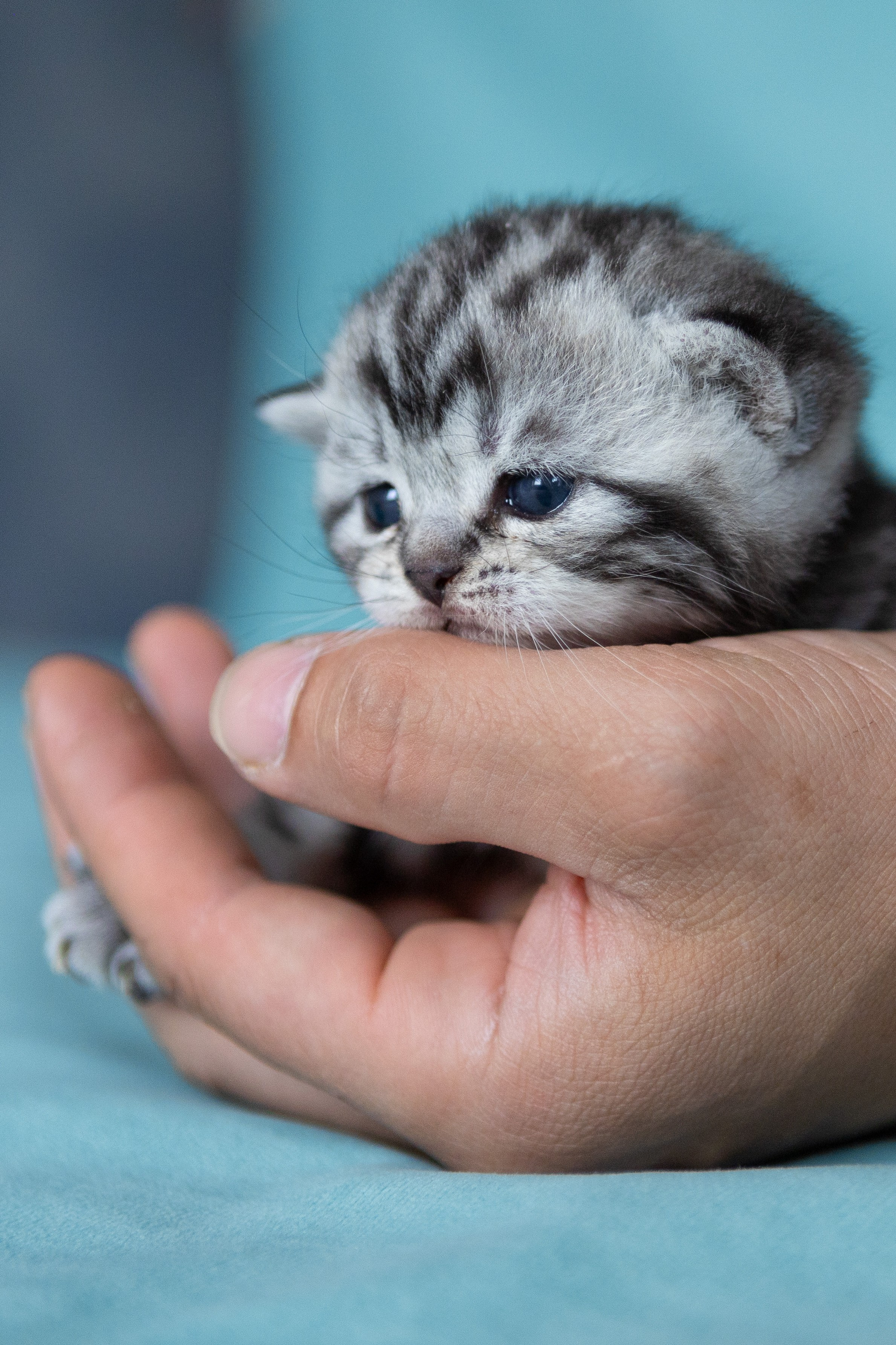 Котята. Фотограф Яна Матвеева в Ижевске