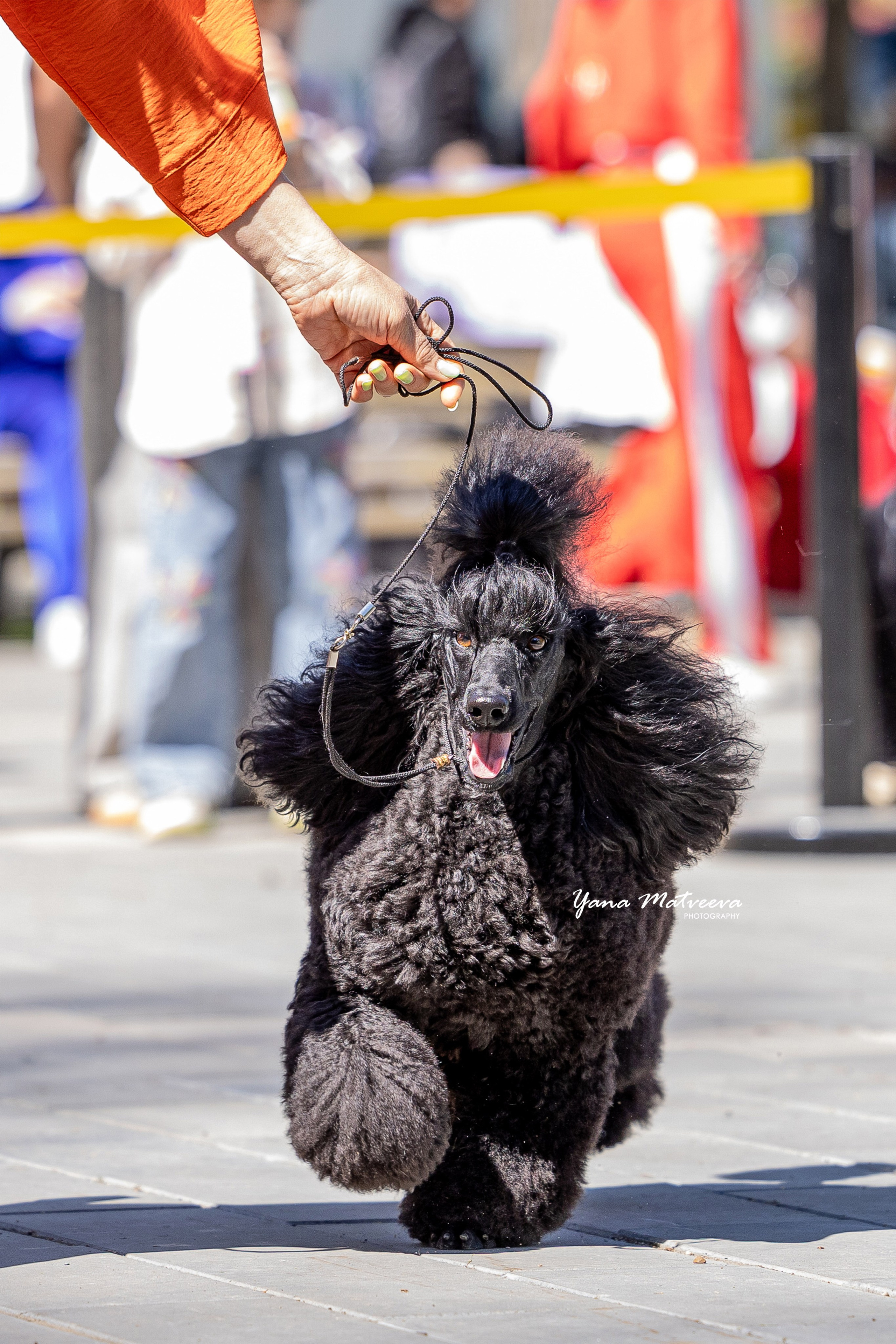 Собаки. Фотограф Яна Матвеева в Ижевске