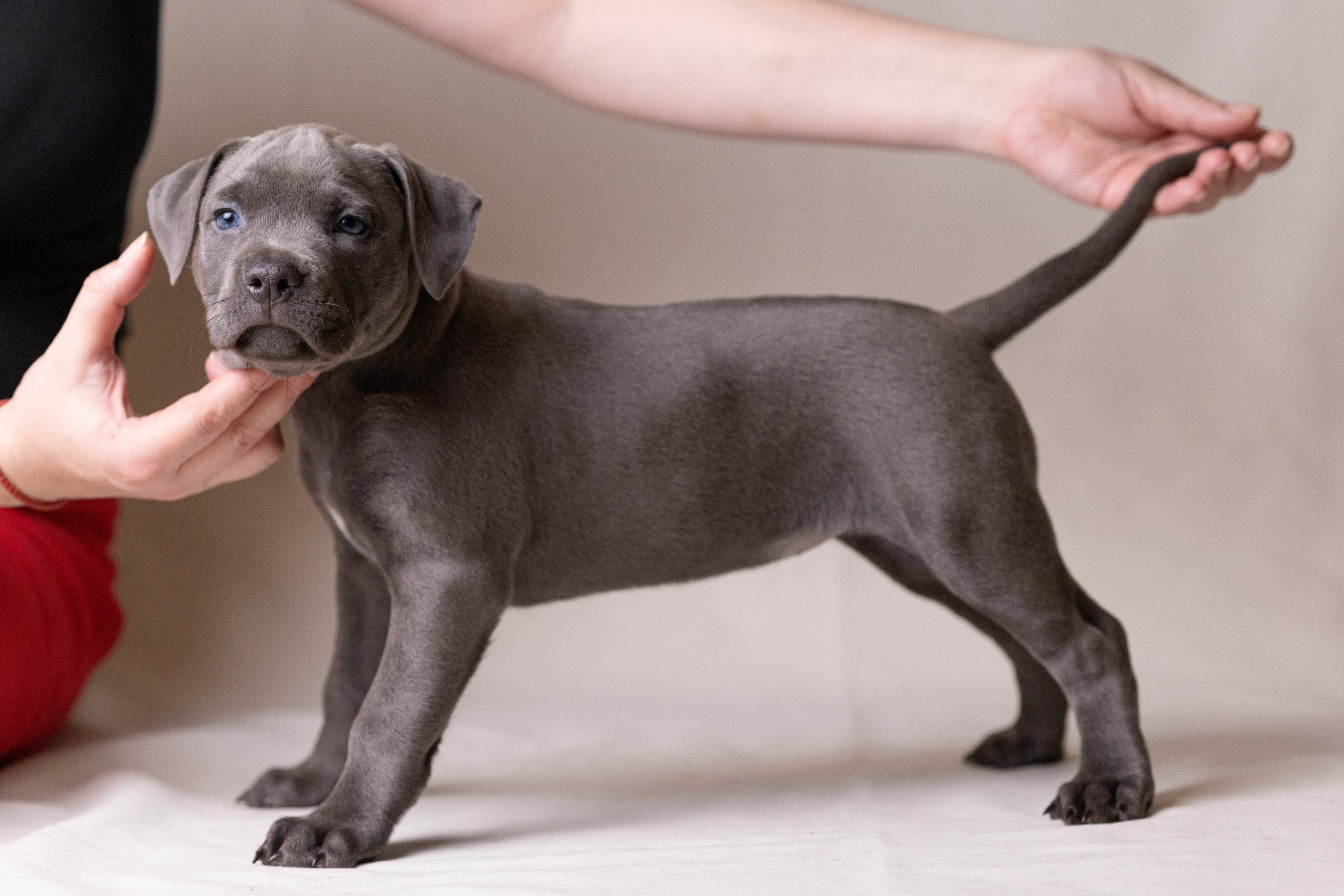 Щенки. Фотограф Яна Матвеева в Ижевске