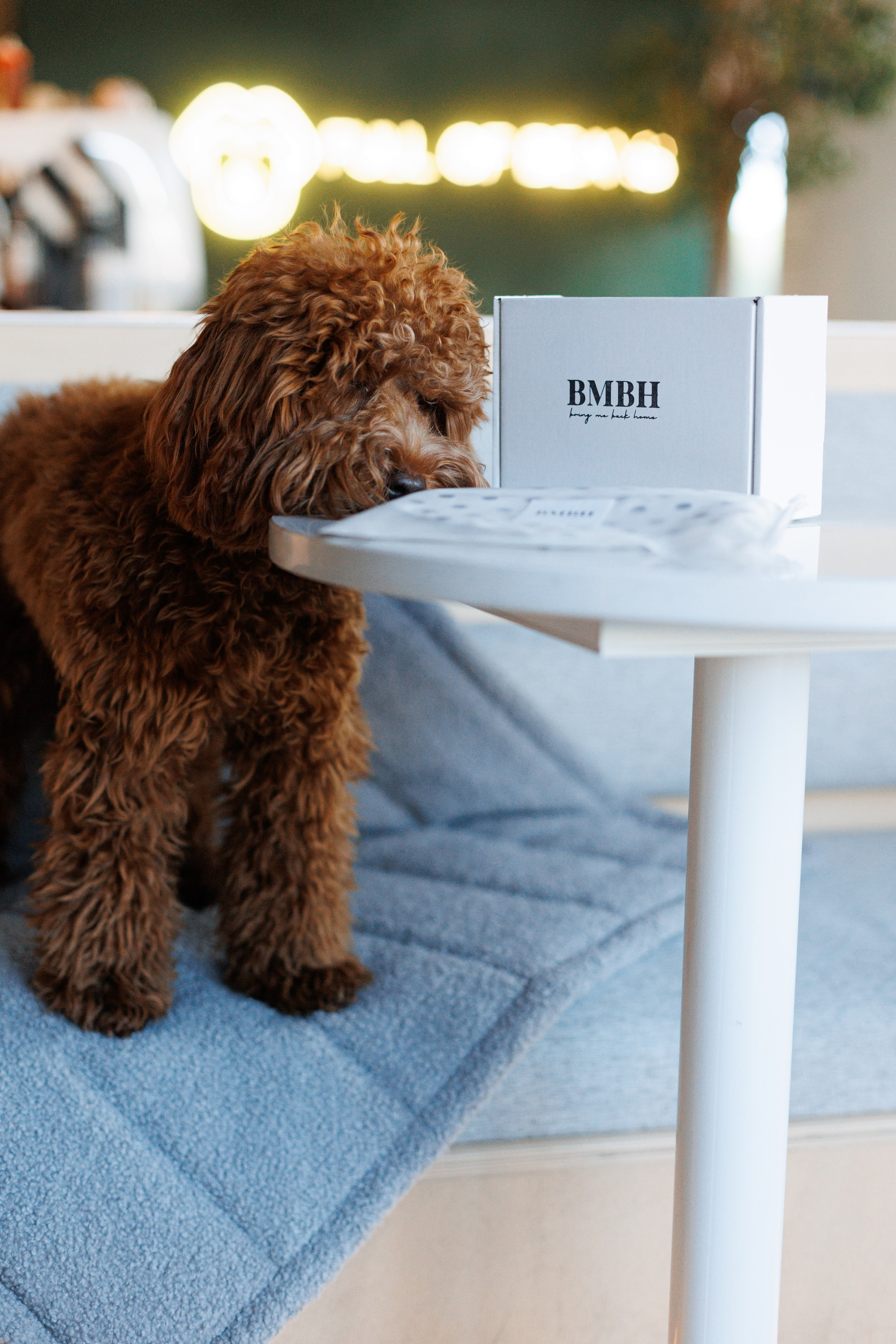 Bmbh городская. Фотограф анималист Кристина Карпова, Москва