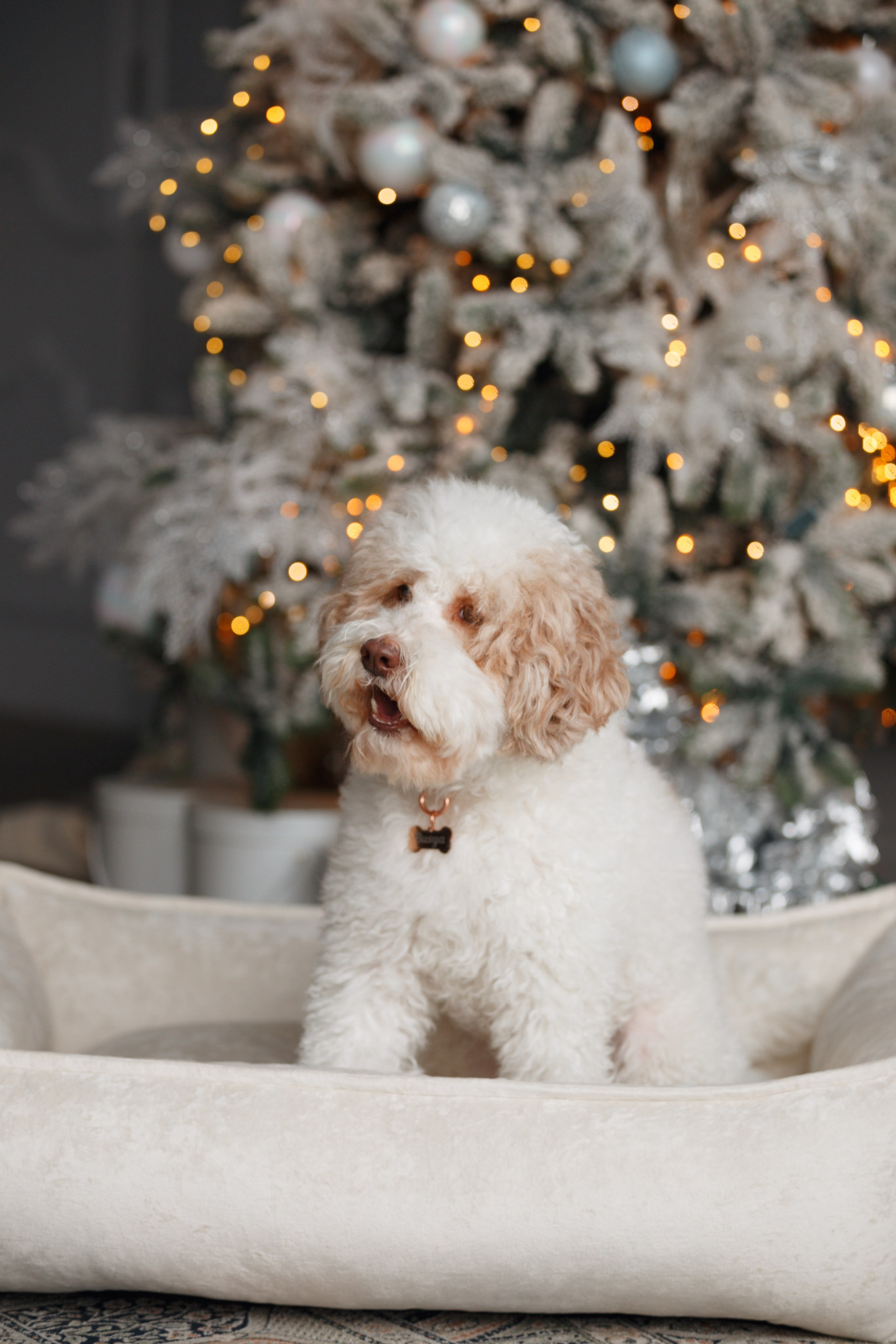 Bmbh лежанки и адресники. Фотограф анималист Кристина Карпова, Москва