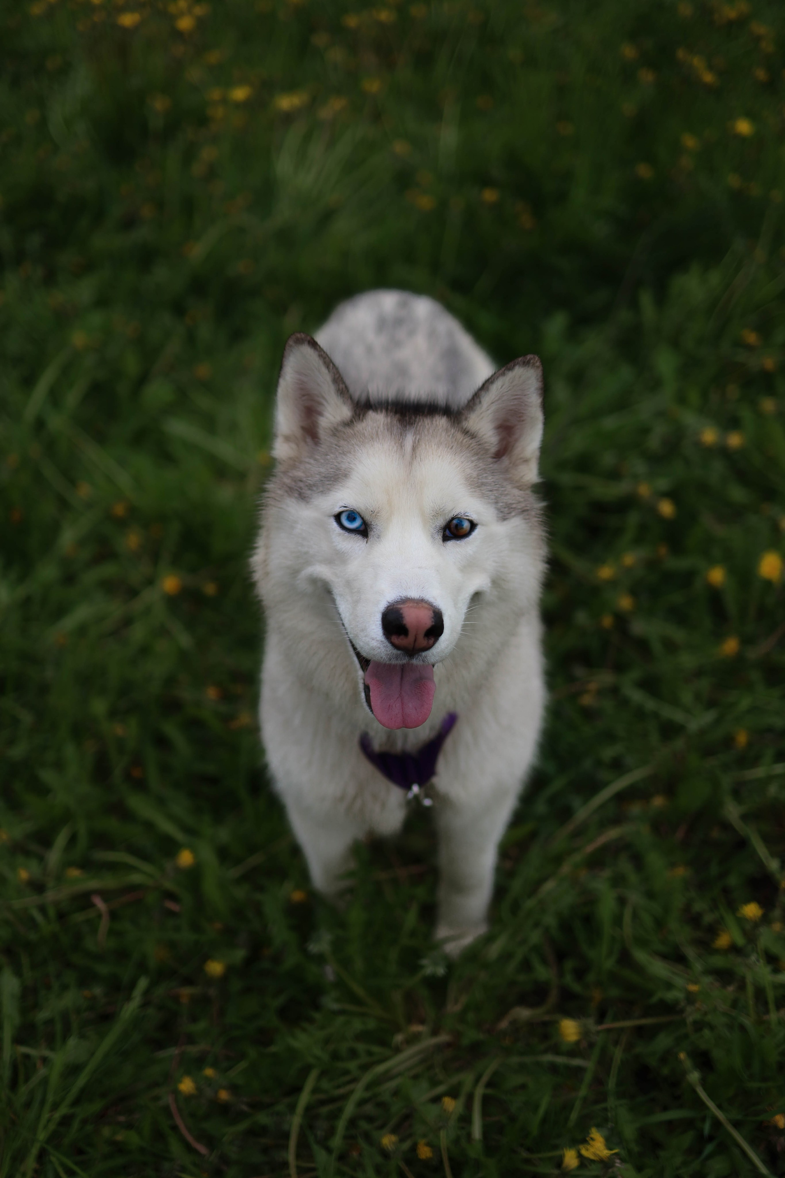 Шанти и Катя. Фотограф-анималист в Санкт-Петеребурге Титова Алиса