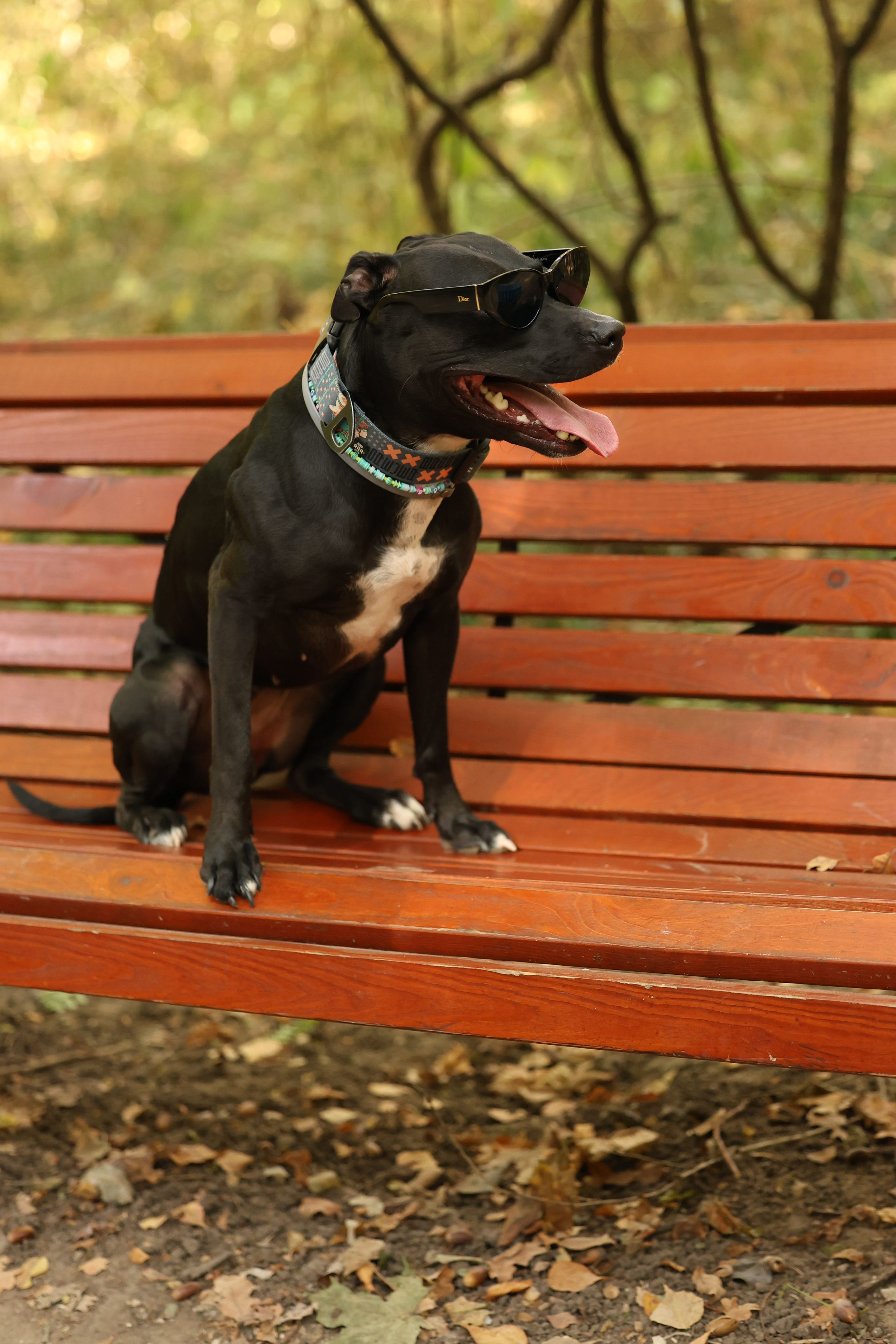 Алена и Бора. Виктория Михайловская. Фотограф-анималист. Москва
