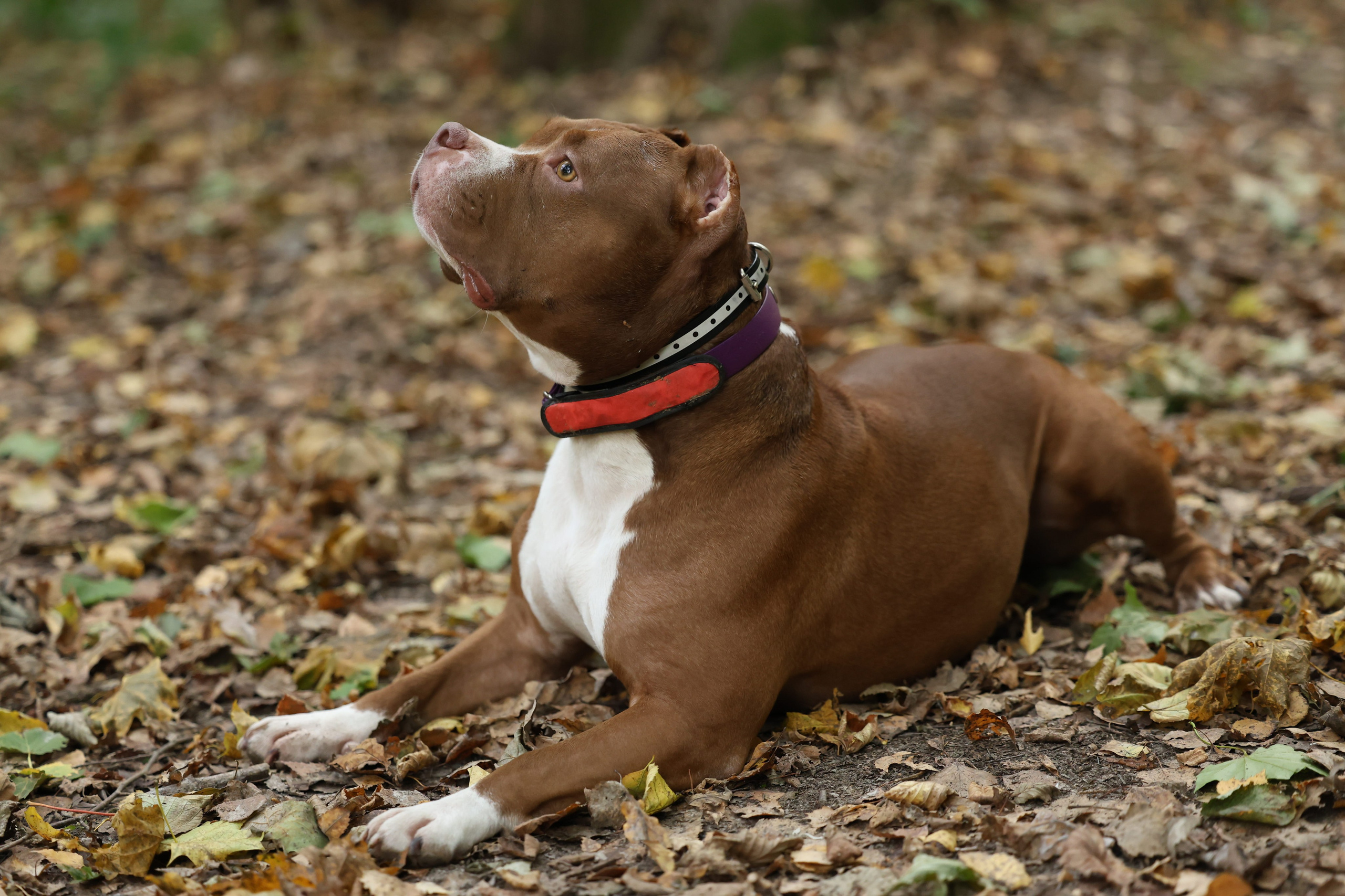 Бумер. Виктория Михайловская. Фотограф-анималист. Москва