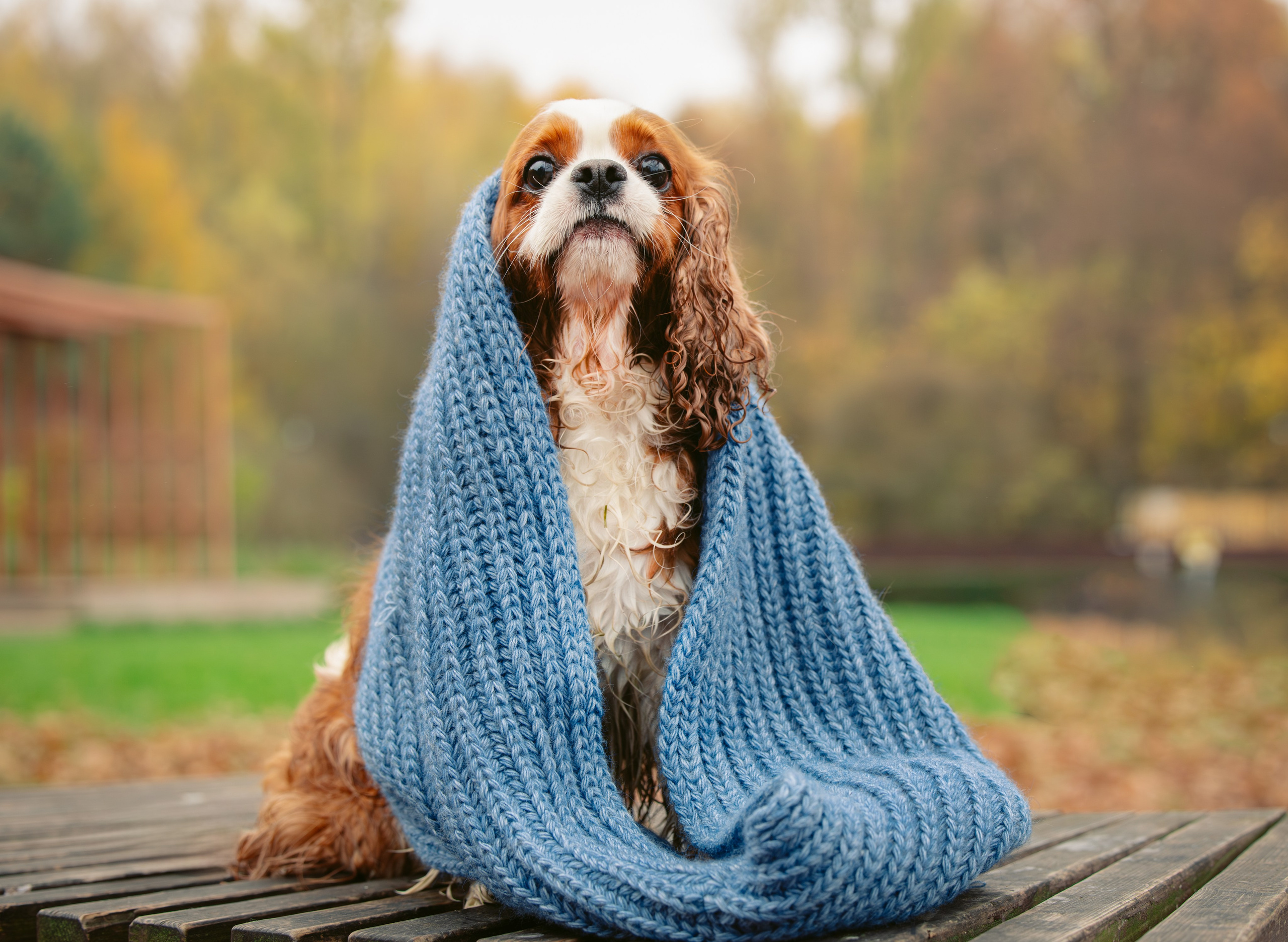 Ричард и Филя. Виктория Михайловская. Фотограф-анималист. Москва