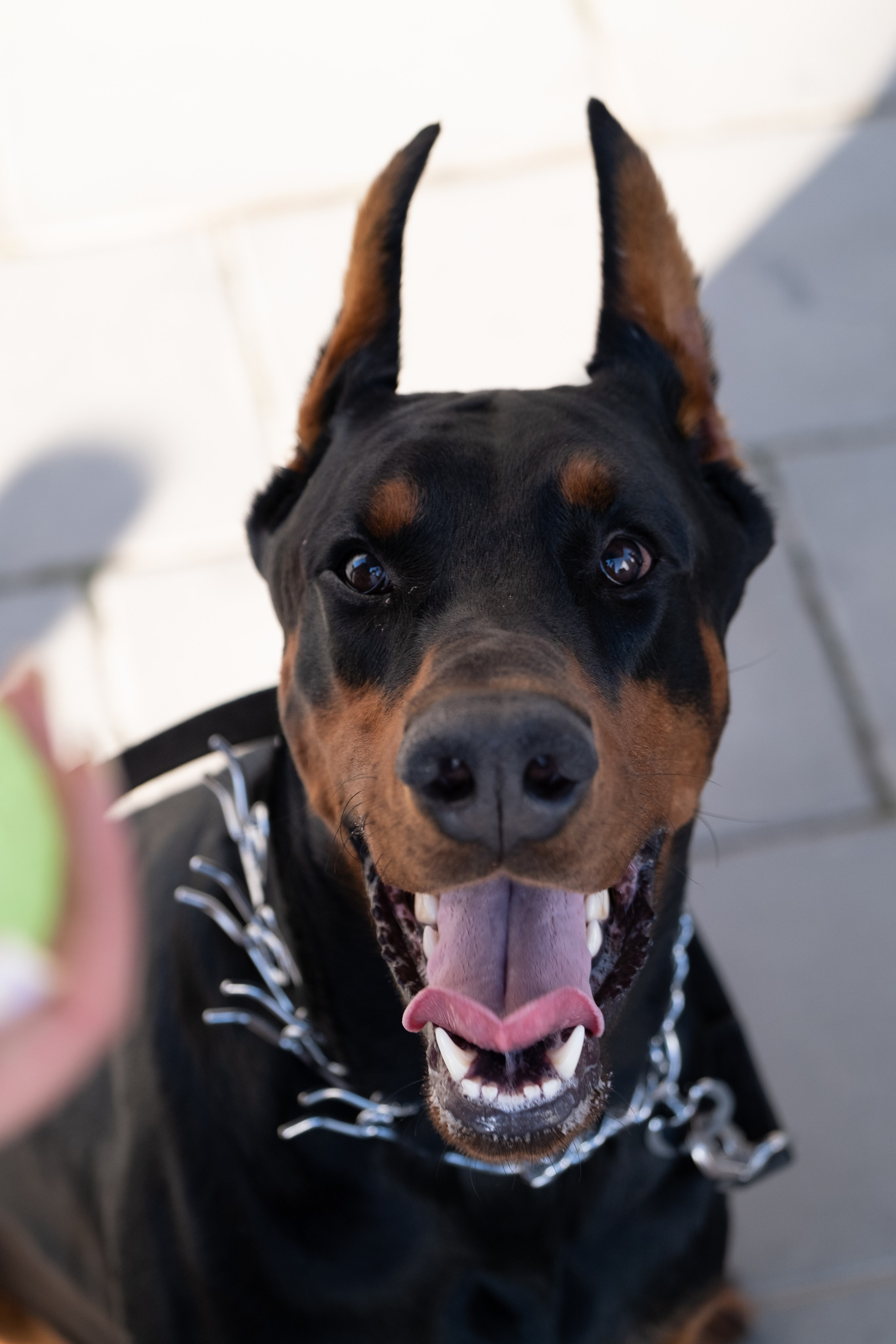 Фотосессия с Доберманом. Профессиональная фотосъемка в Крыму. Натуральные эмоции и живые кадры. Забронируйте дату прямо сейчас!