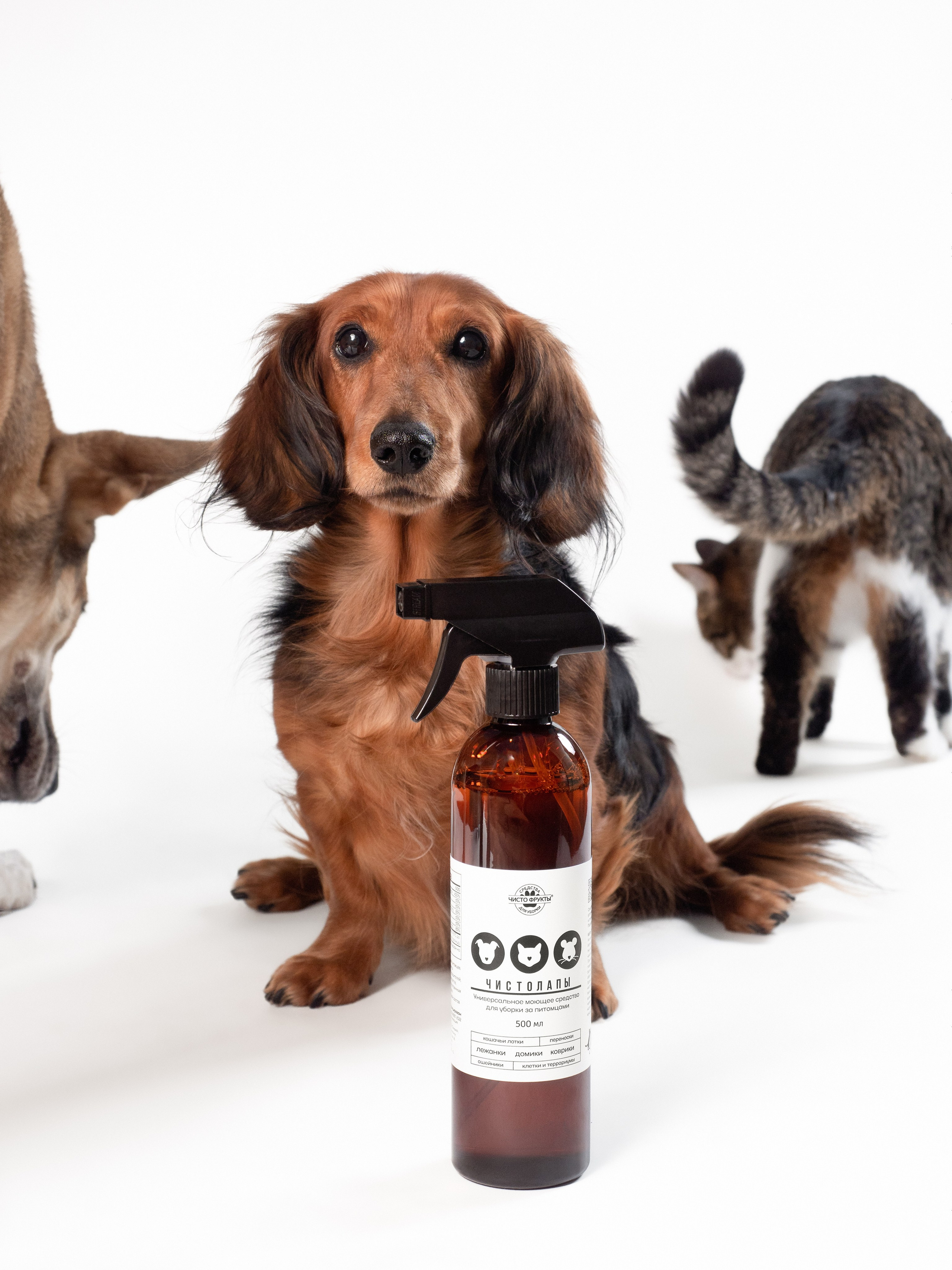 Рекламная съёмка. Фотограф животных и людей в Санкт-Петербурге Дарья Быстрицкая