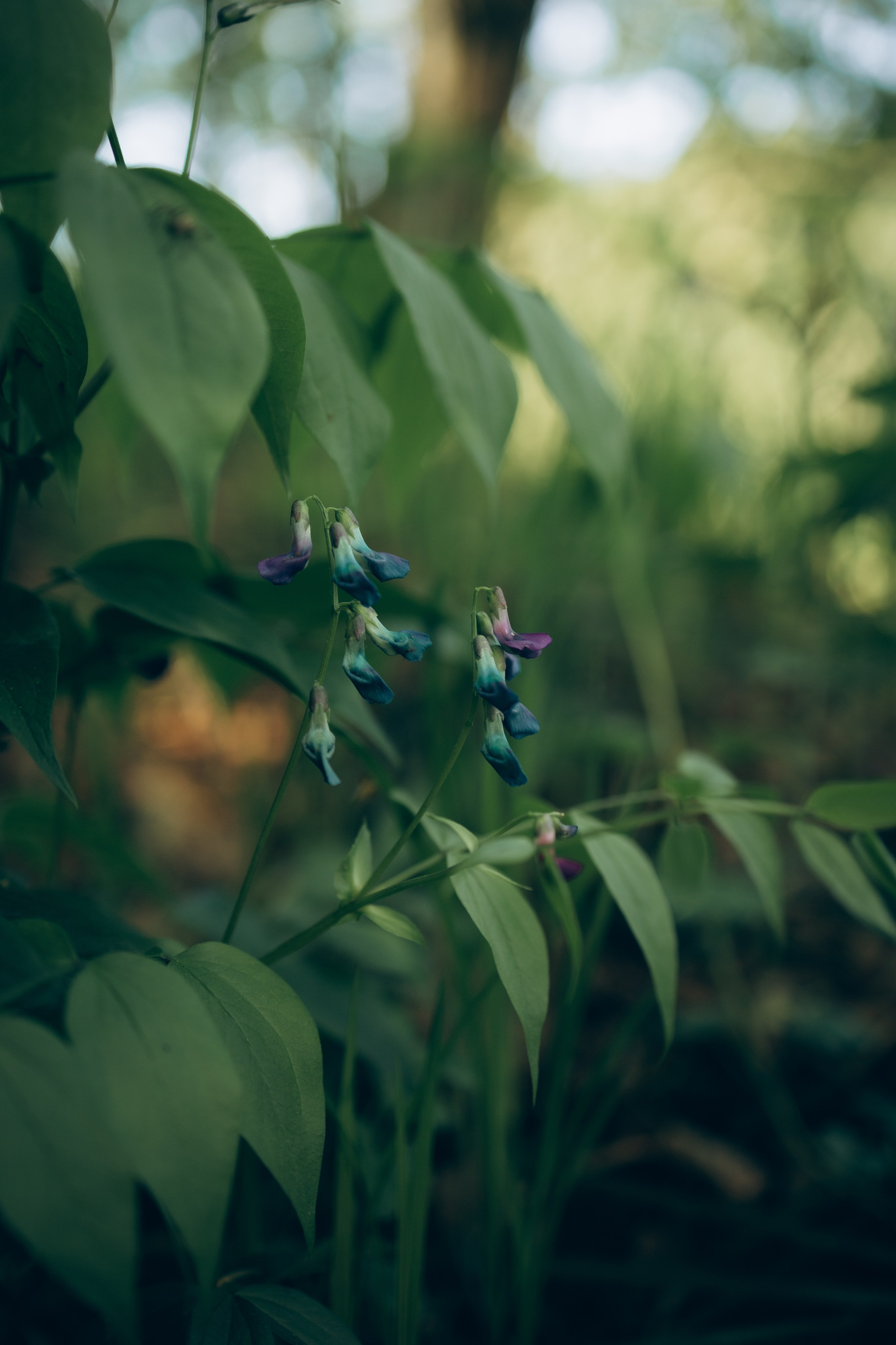 Istra. Женский фотограф Истра