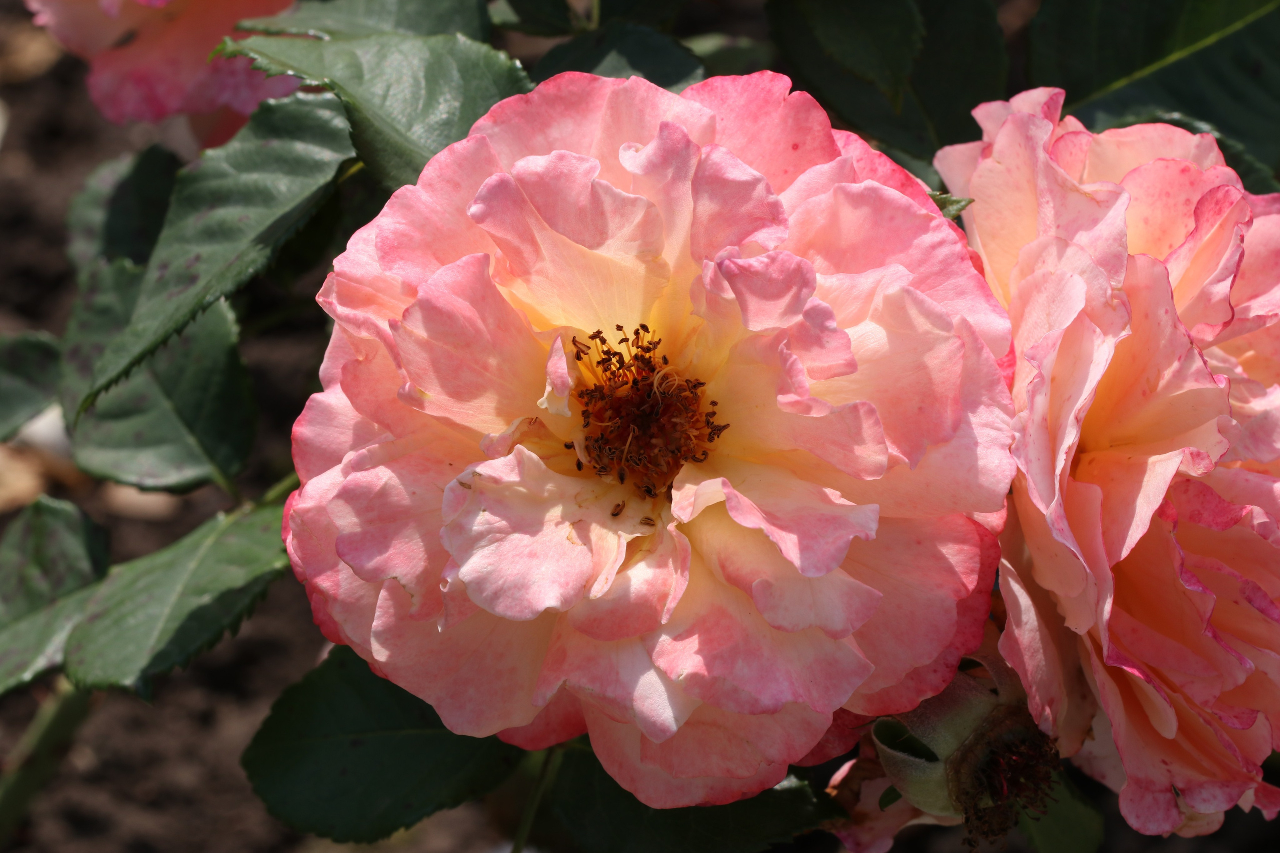 Долина роз в Кисловодске. Фото-художник и Репортажный фотограф Николаев Александр Алексеевич