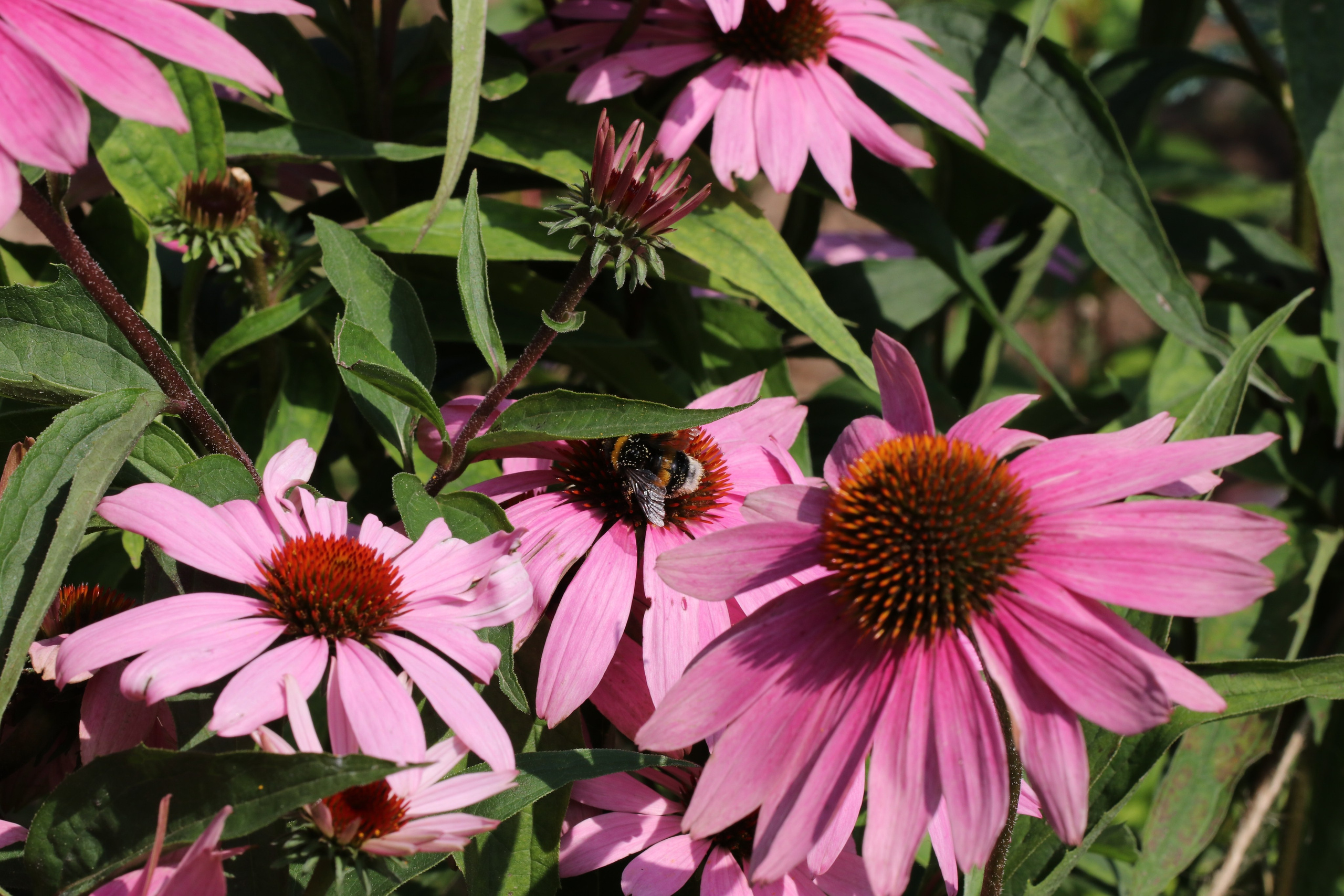 Эхинацея из Кисловодска. Фото-художник и Репортажный фотограф Николаев Александр Алексеевич