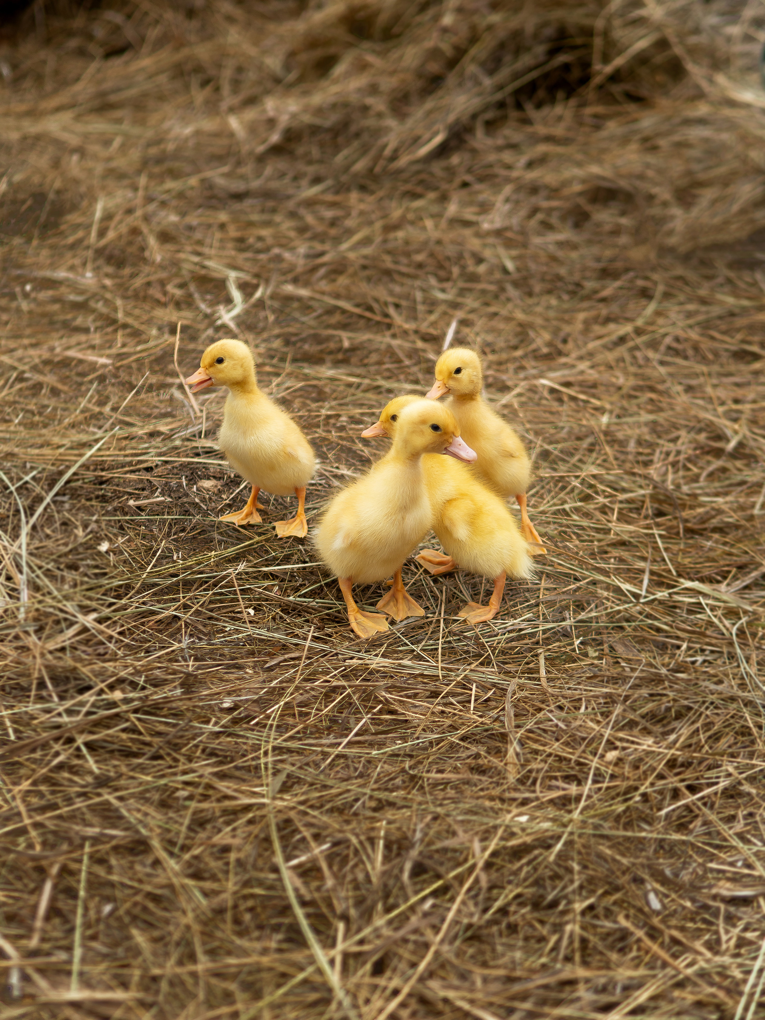 Детские съемки. Универсальный фотограф и видеограф в Самаре