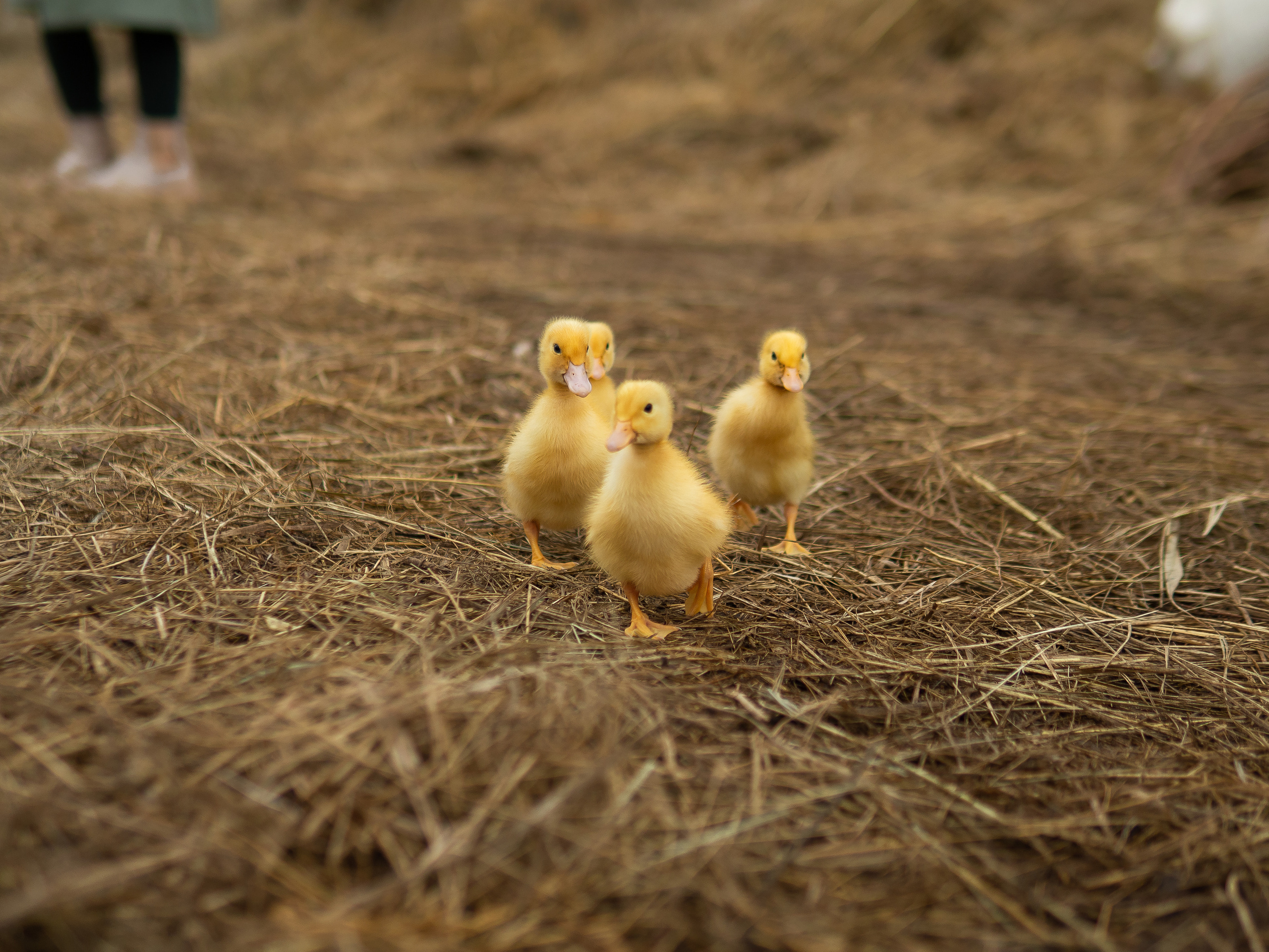 Детские съемки. Универсальный фотограф и видеограф в Самаре