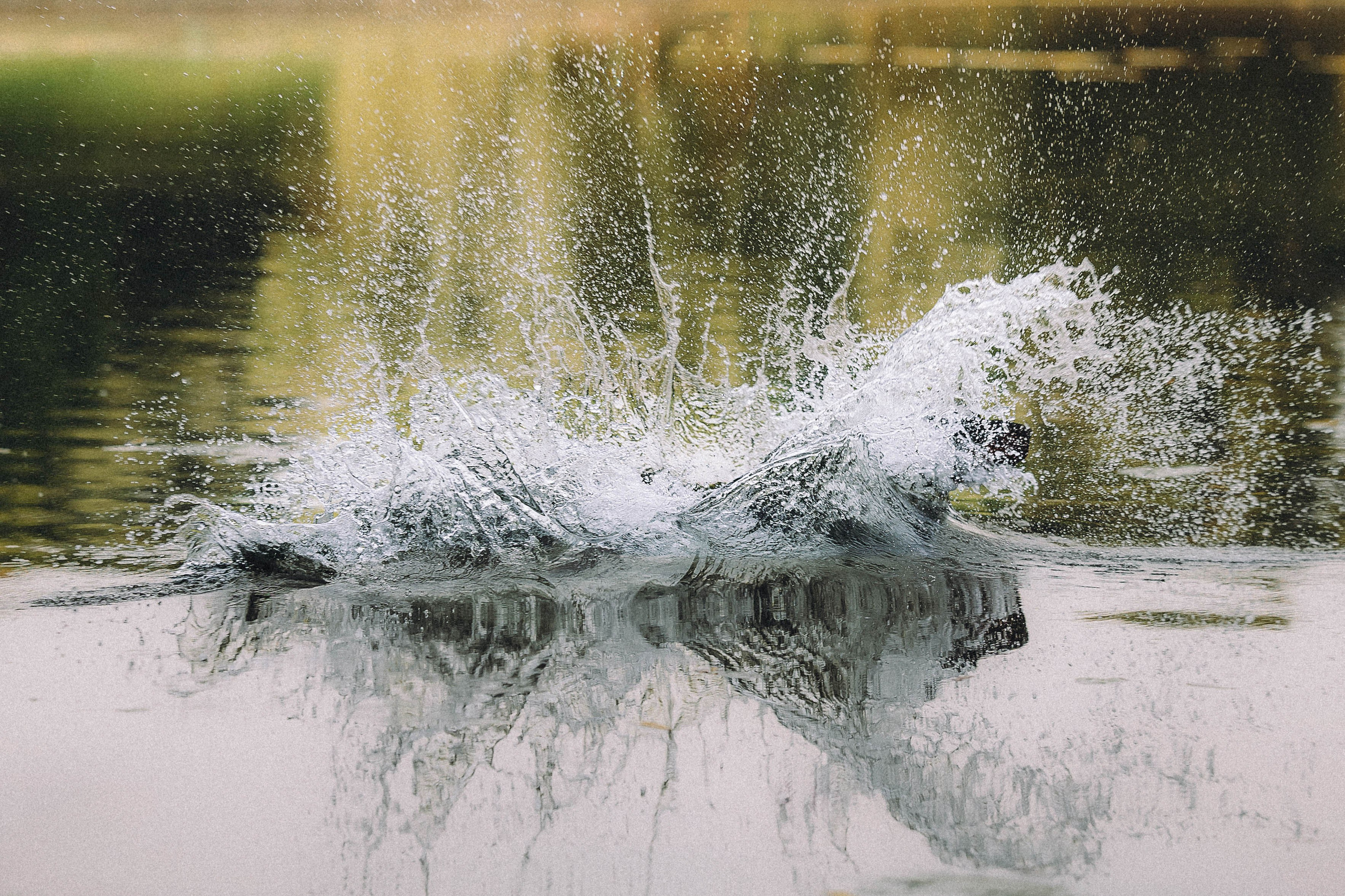 Паша и Хайди