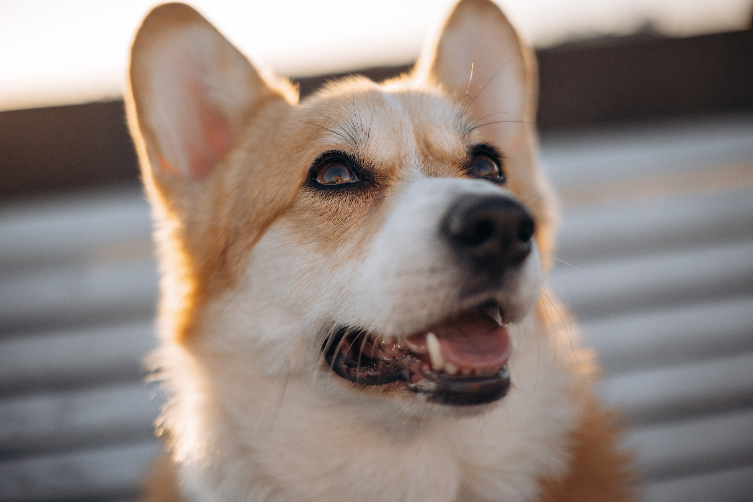 Настя и Ева. Фотограф — Анималист | Санкт-Петербург