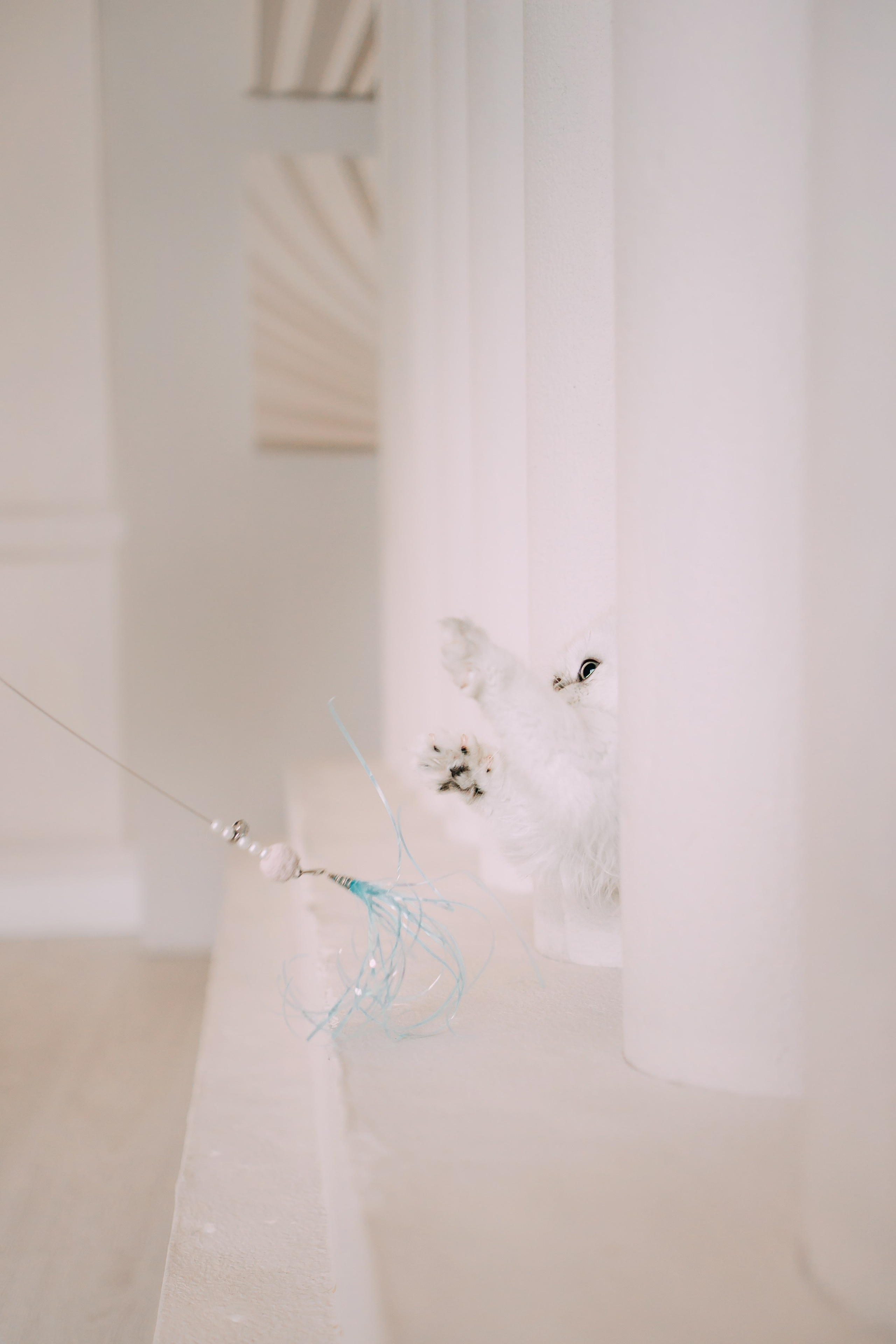 Султан, Мэй Мэй и Шанталь и их семья