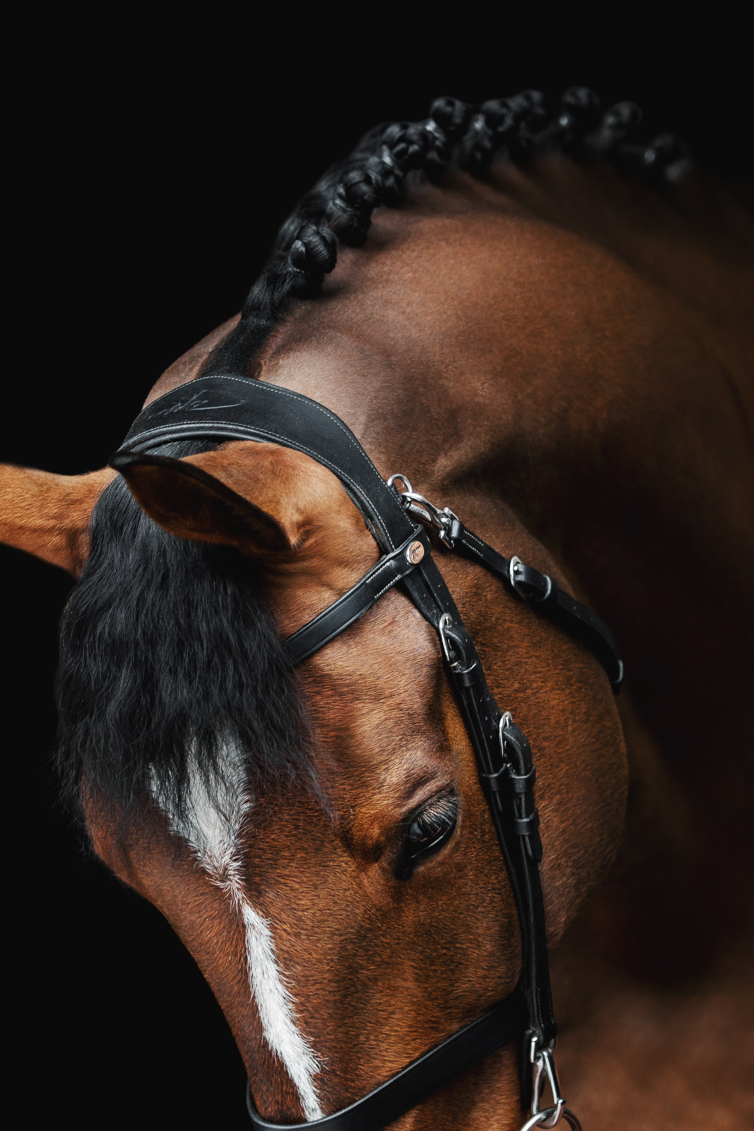 Конные портреты. Veronika Makeeva horse photo