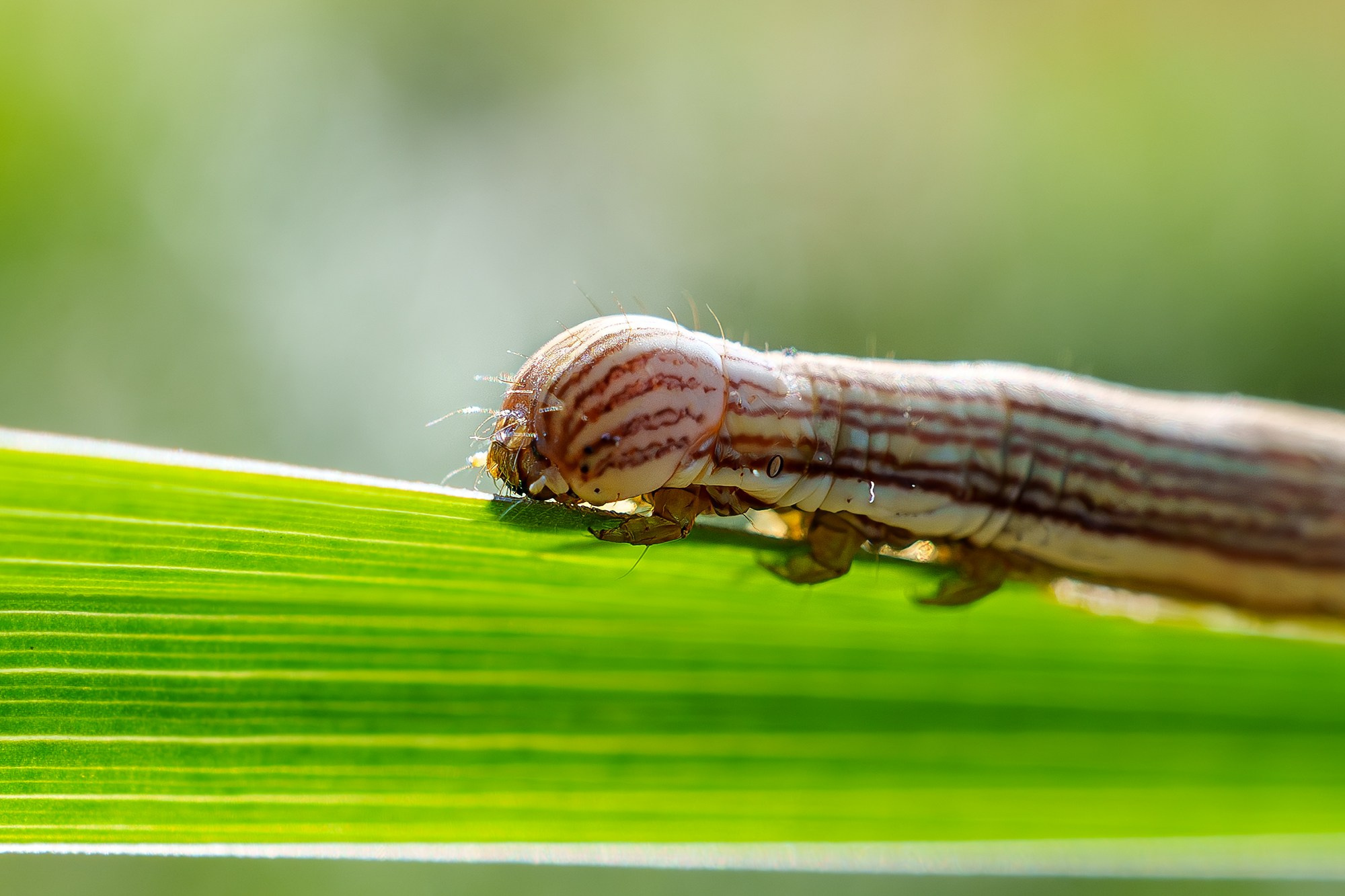 Макросъёмка. Ваш личный фотограф Марина Волкова