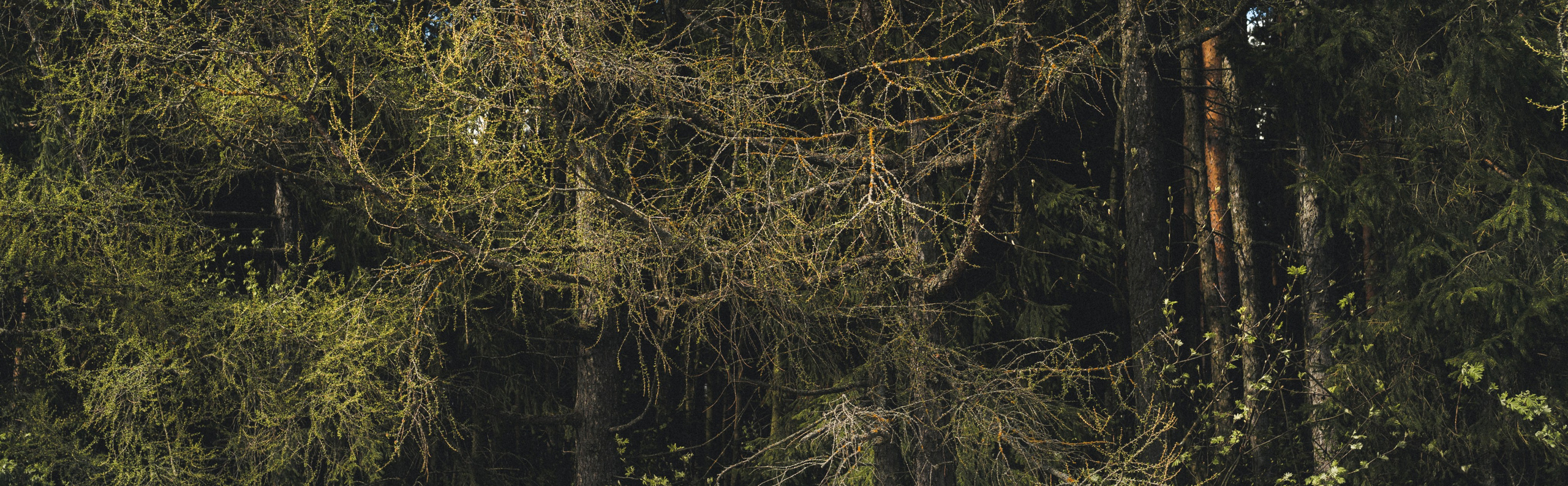 Vovlo V60 T6 (project) Polestar. Фотограф Илья К. в Москве