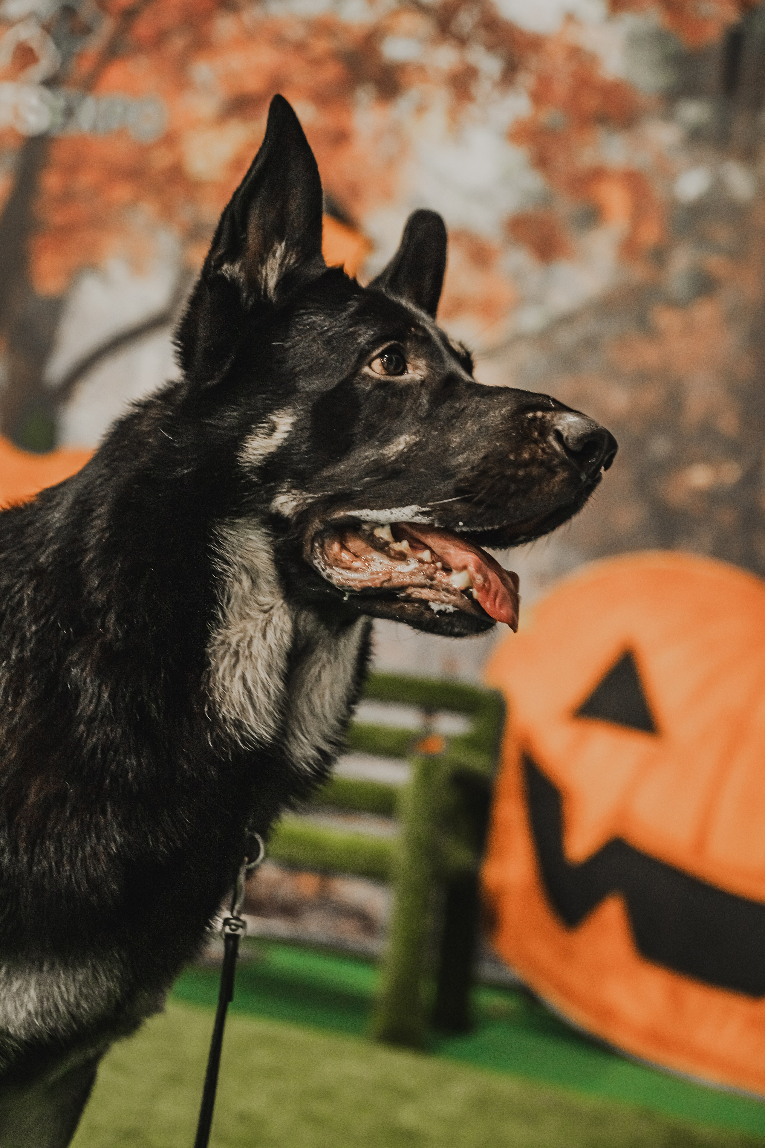 Международная выставка собак всех пород. Репортажный фотограф Анастасия Рубцова