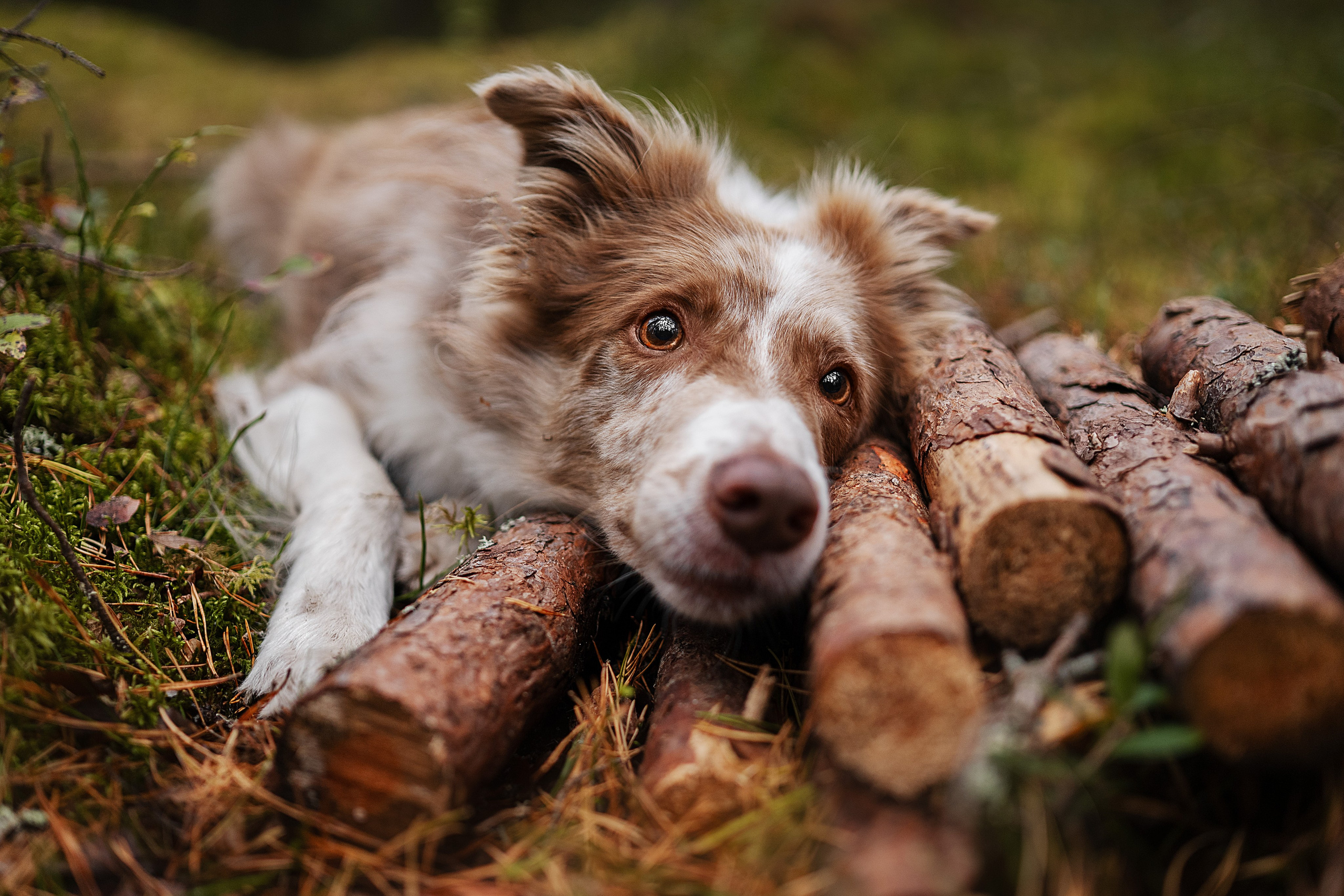Прогулочная съемка. Фотограф-анималист Виктория Симонова. СПб