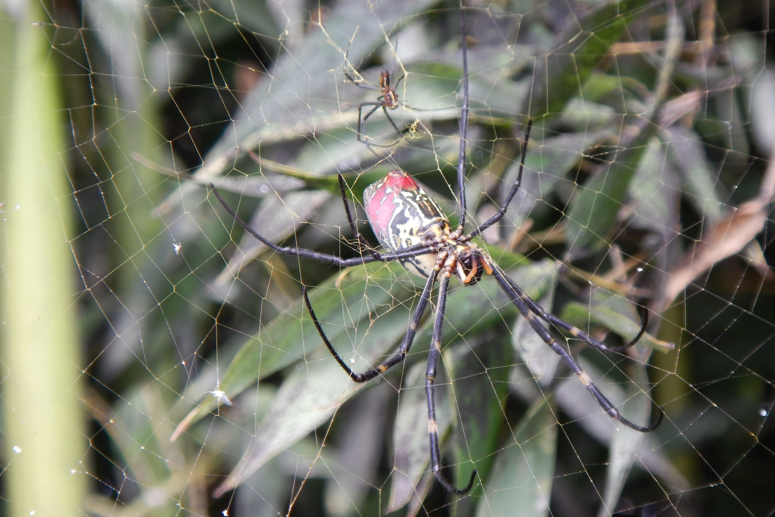 Автор: Галина Трембовлер