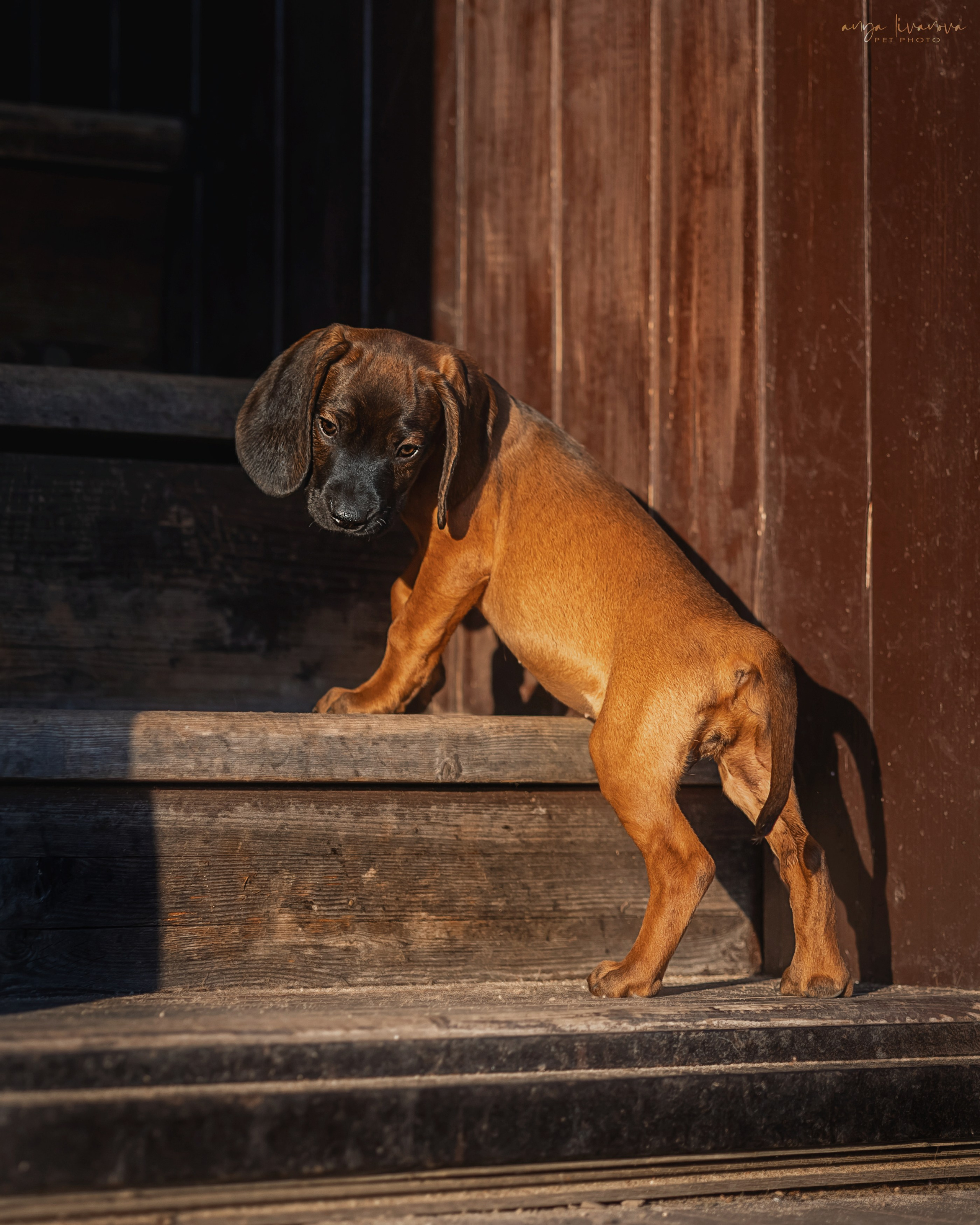 Баварцы. Фотограф анималист Аня Ливанова | Рыбинск