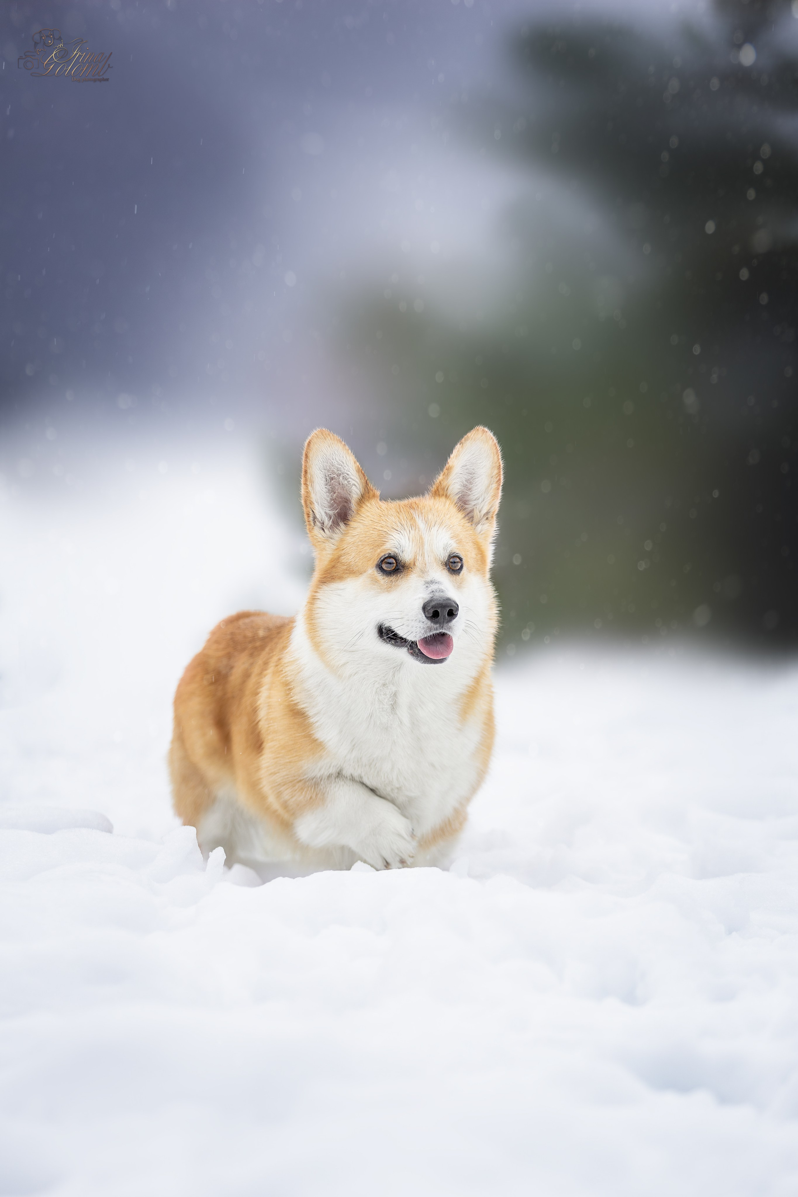 Гай, Корги-Пемброк. Ирина Голомб|Фотограф-анималист в  Сочи и Калининграде