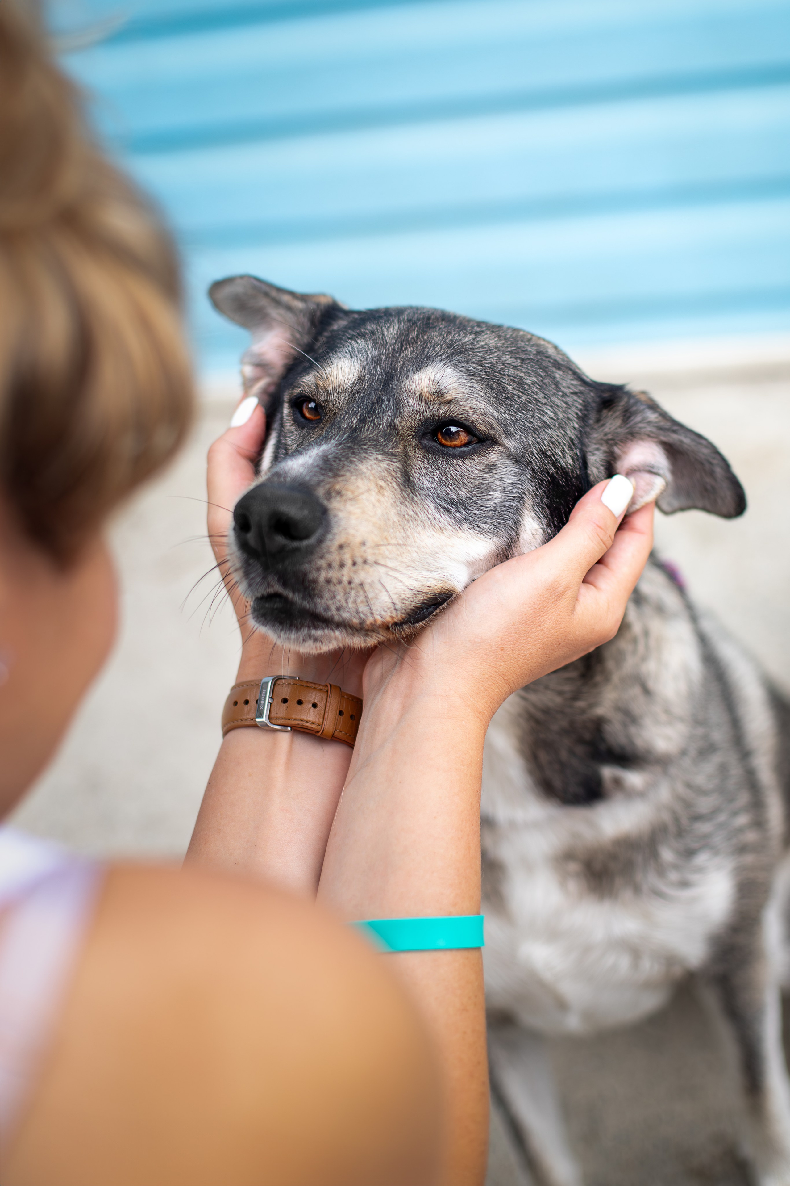 Мини-приют «Возрождение». Ирина Голомб|Фотограф-анималист в  Сочи и Калининграде