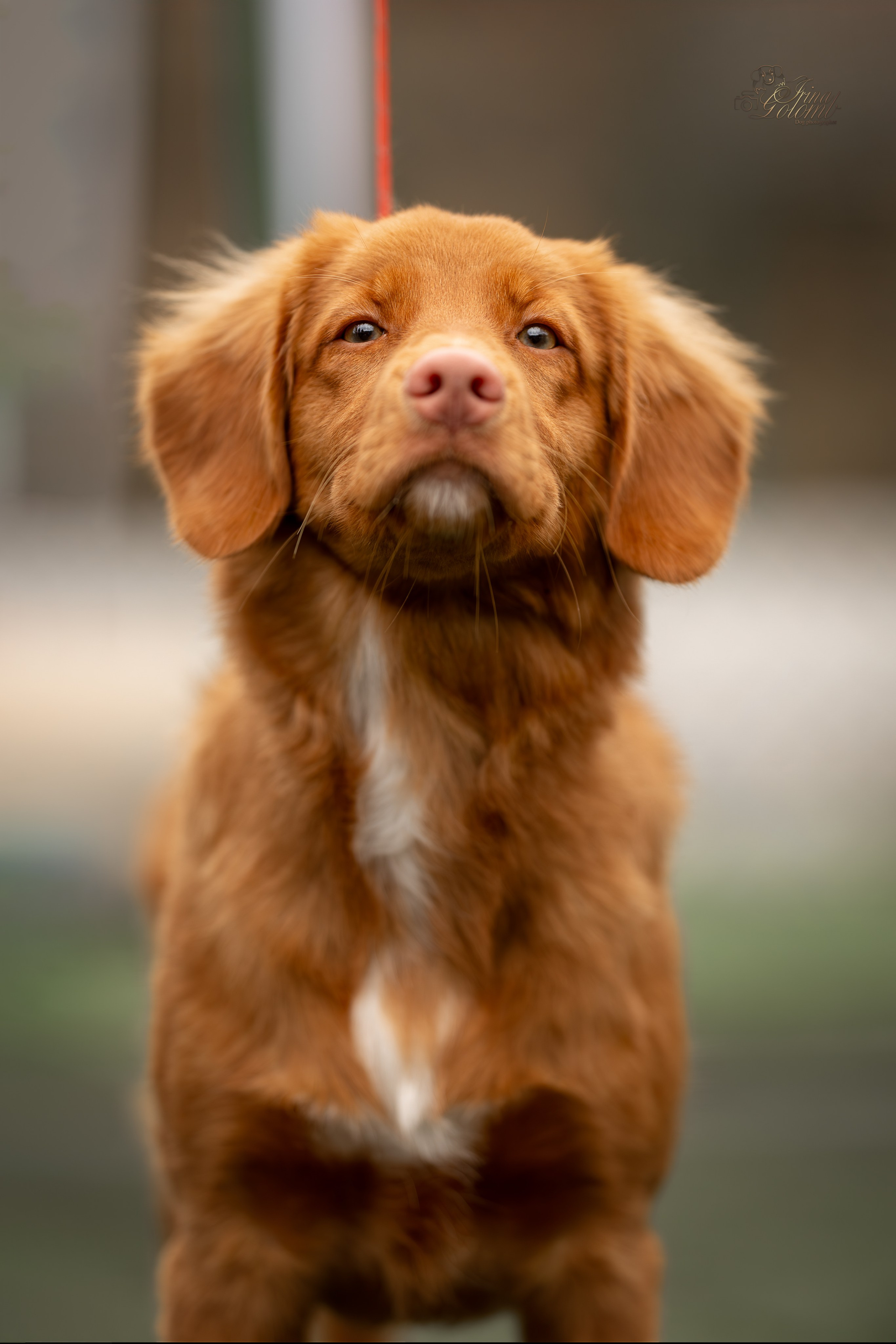 Выставка 17.12.23. Ирина Голомб|Фотограф-анималист в  Сочи и Калининграде