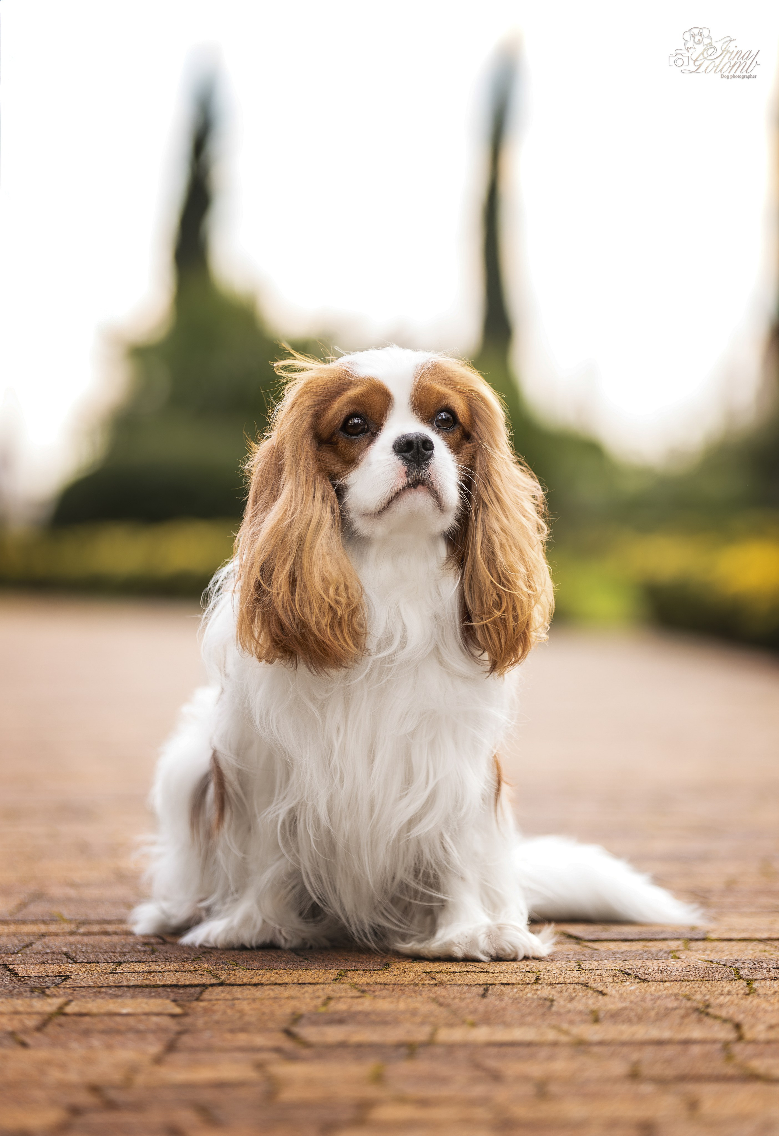 Симба, ККЧС. Ирина Голомб|Фотограф-анималист в  Сочи и Калининграде