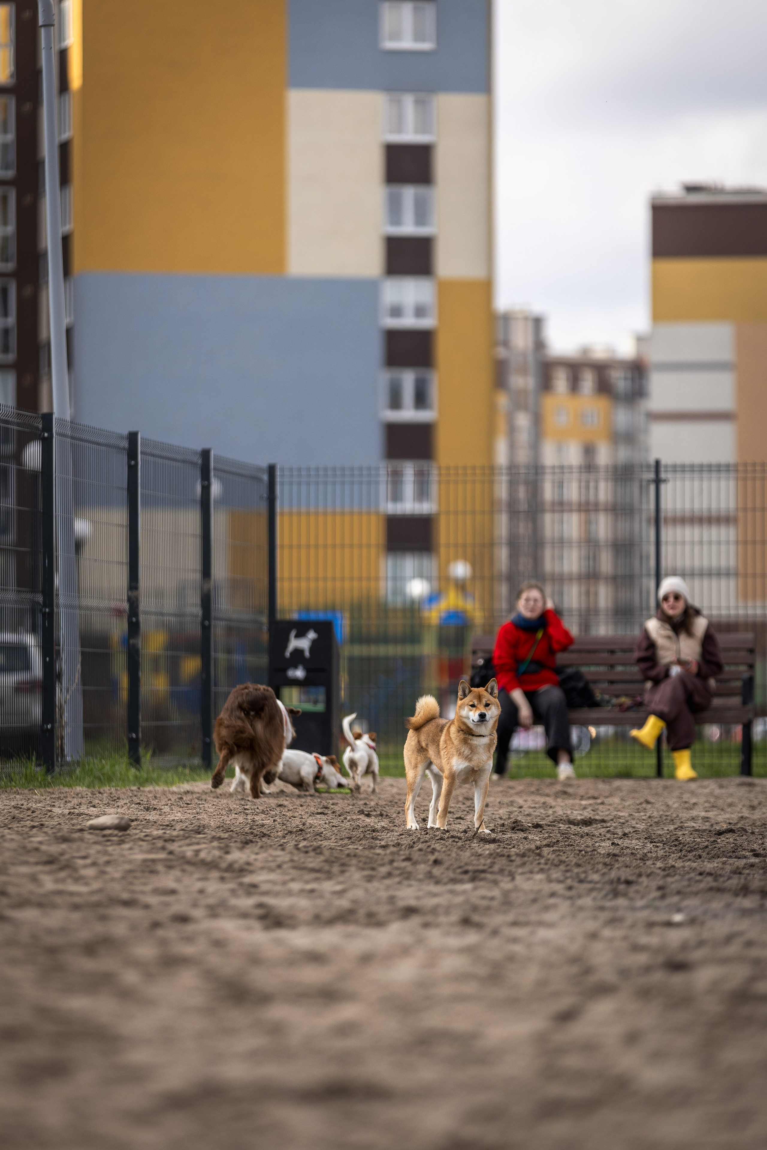 Догтуса 24.03.2024. Ирина Голомб|Фотограф-анималист в  Сочи и Калининграде