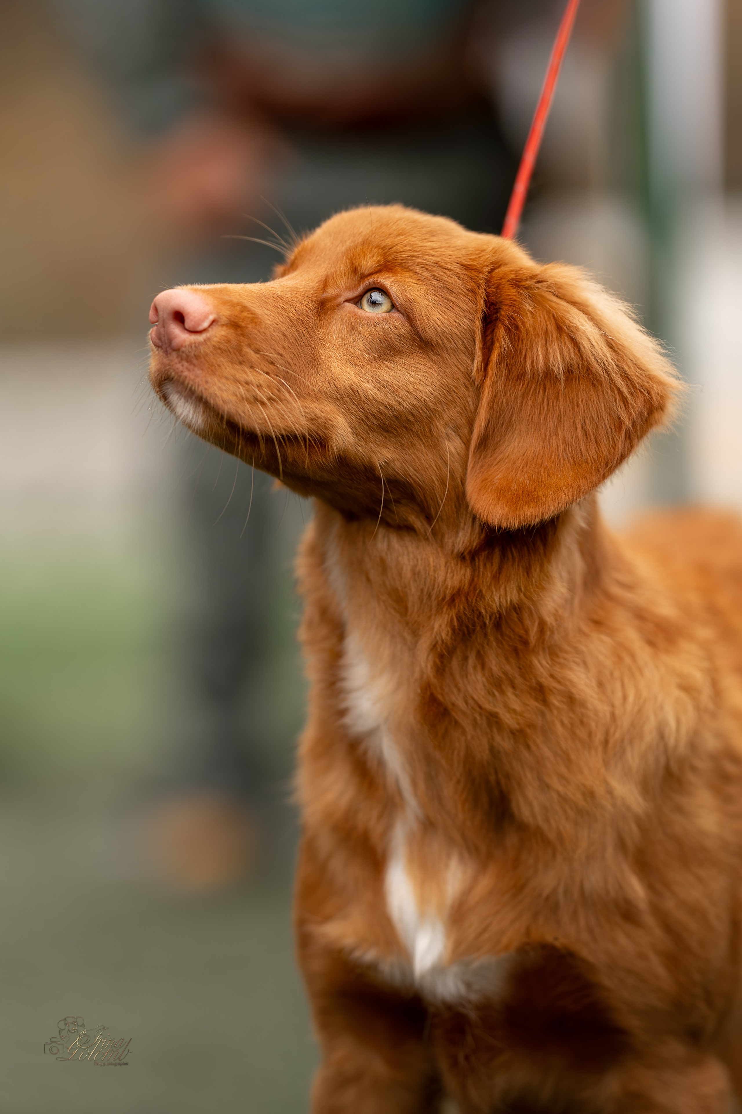 Выставка 17.12.23. Ирина Голомб|Фотограф-анималист в  Сочи и Калининграде