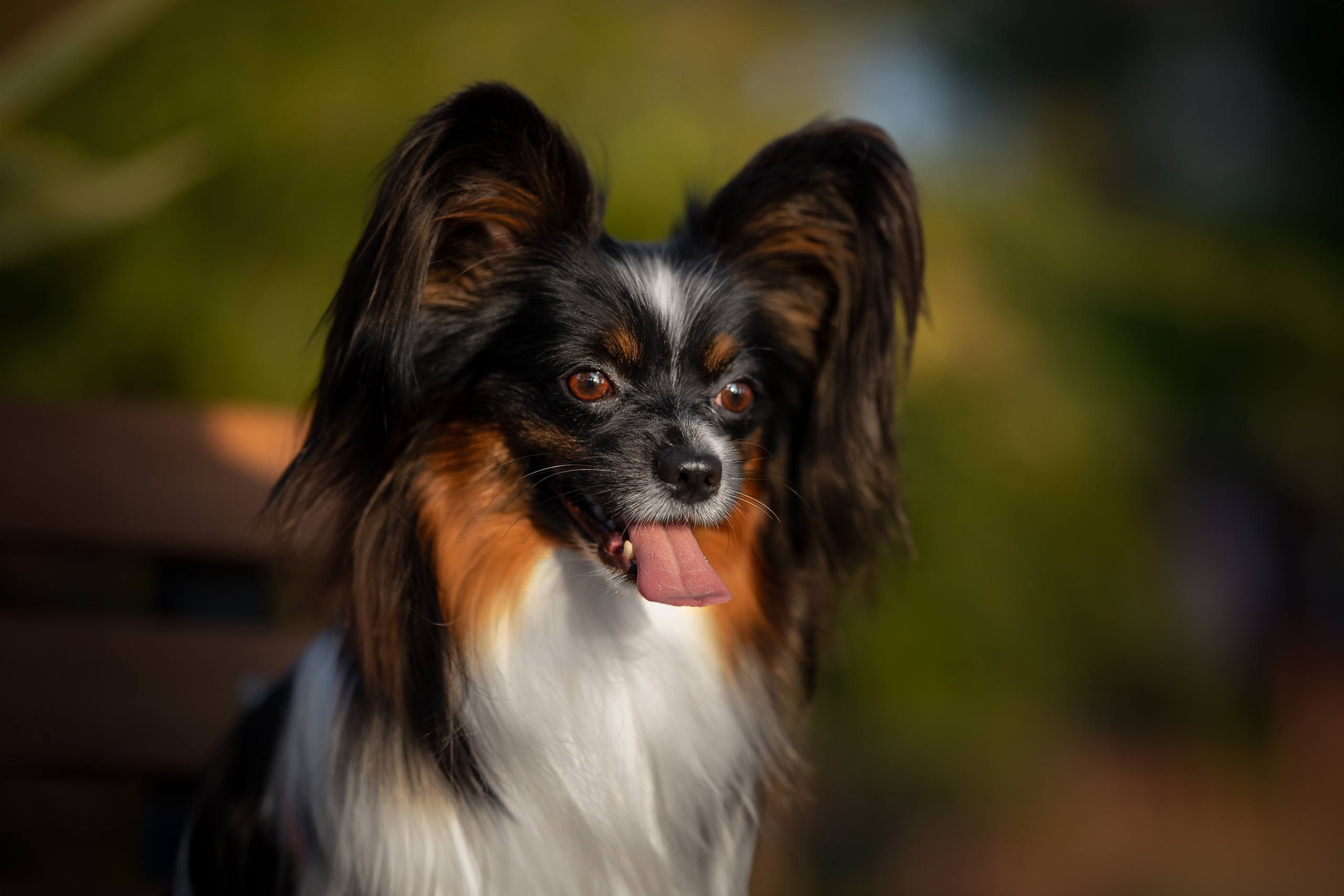 Бэйли, Папийон. Ирина Голомб|Фотограф-анималист в  Сочи и Калининграде