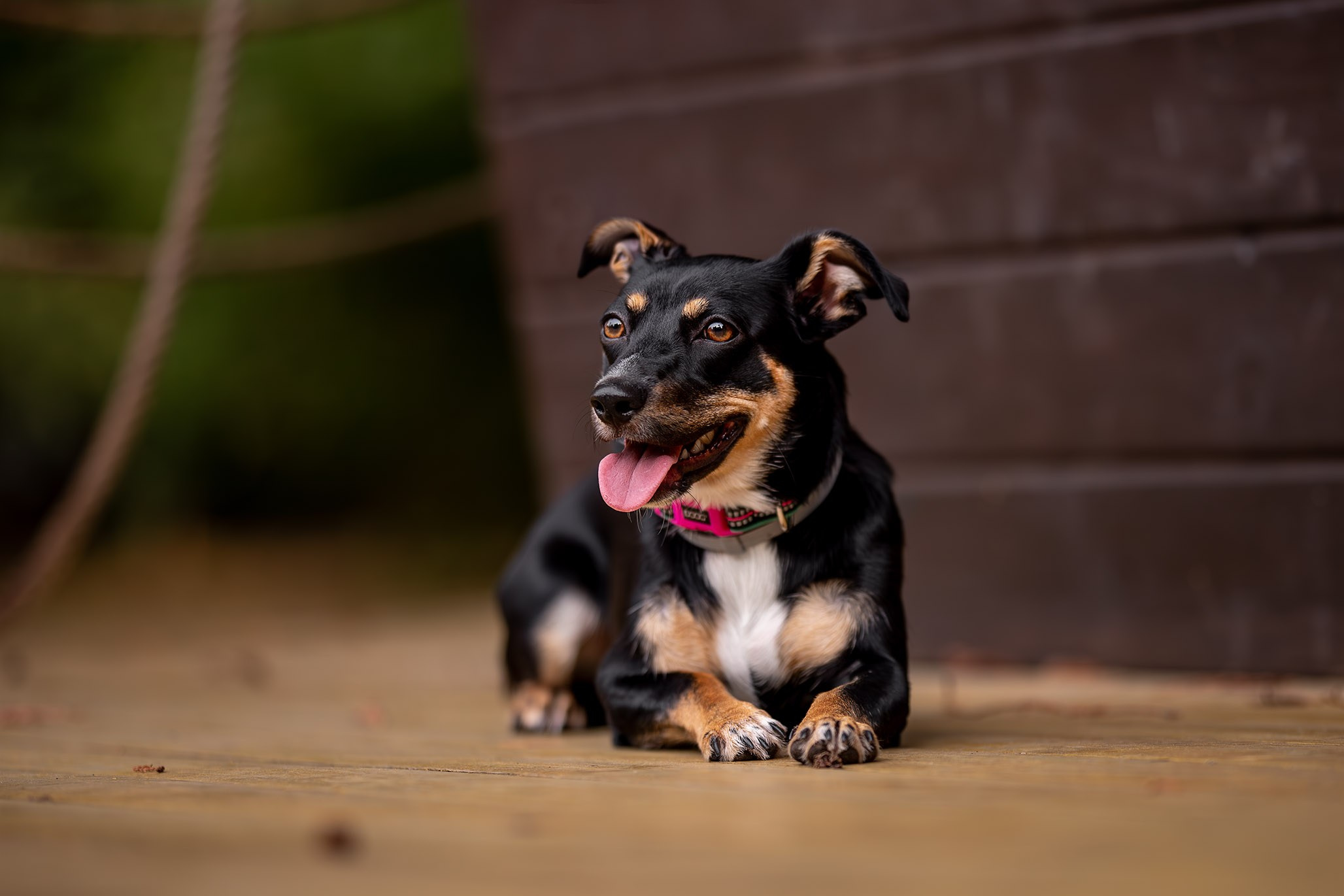 Джесси, Чихуахуа и ее подружка. Ирина Голомб|Фотограф-анималист в  Сочи и Калининграде