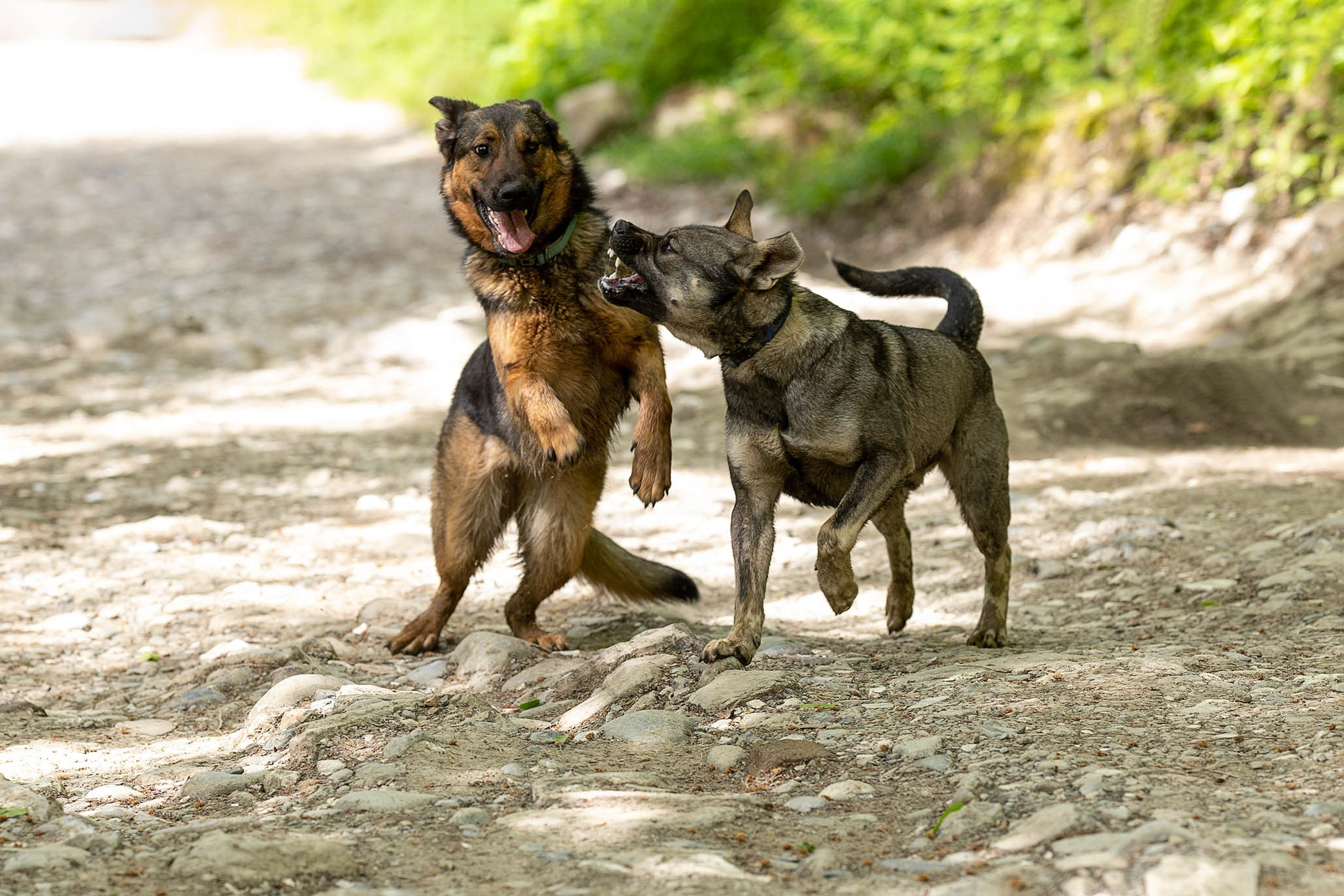 Кай и Герда. Ирина Голомб|Фотограф-анималист в  Сочи и Калининграде