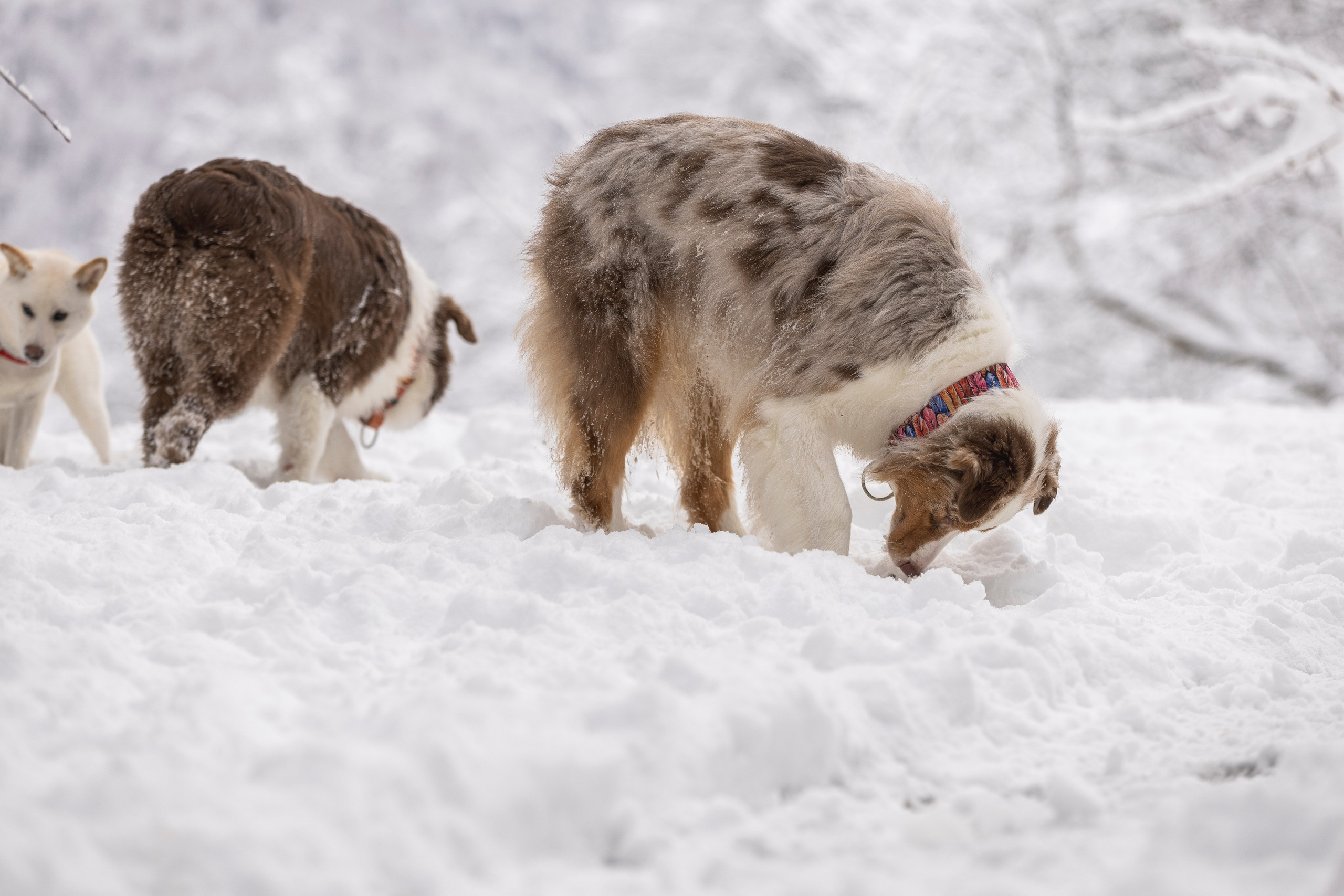 Догтуса Тропа Ефремова. Ирина Голомб|Фотограф-анималист в  Сочи и Калининграде