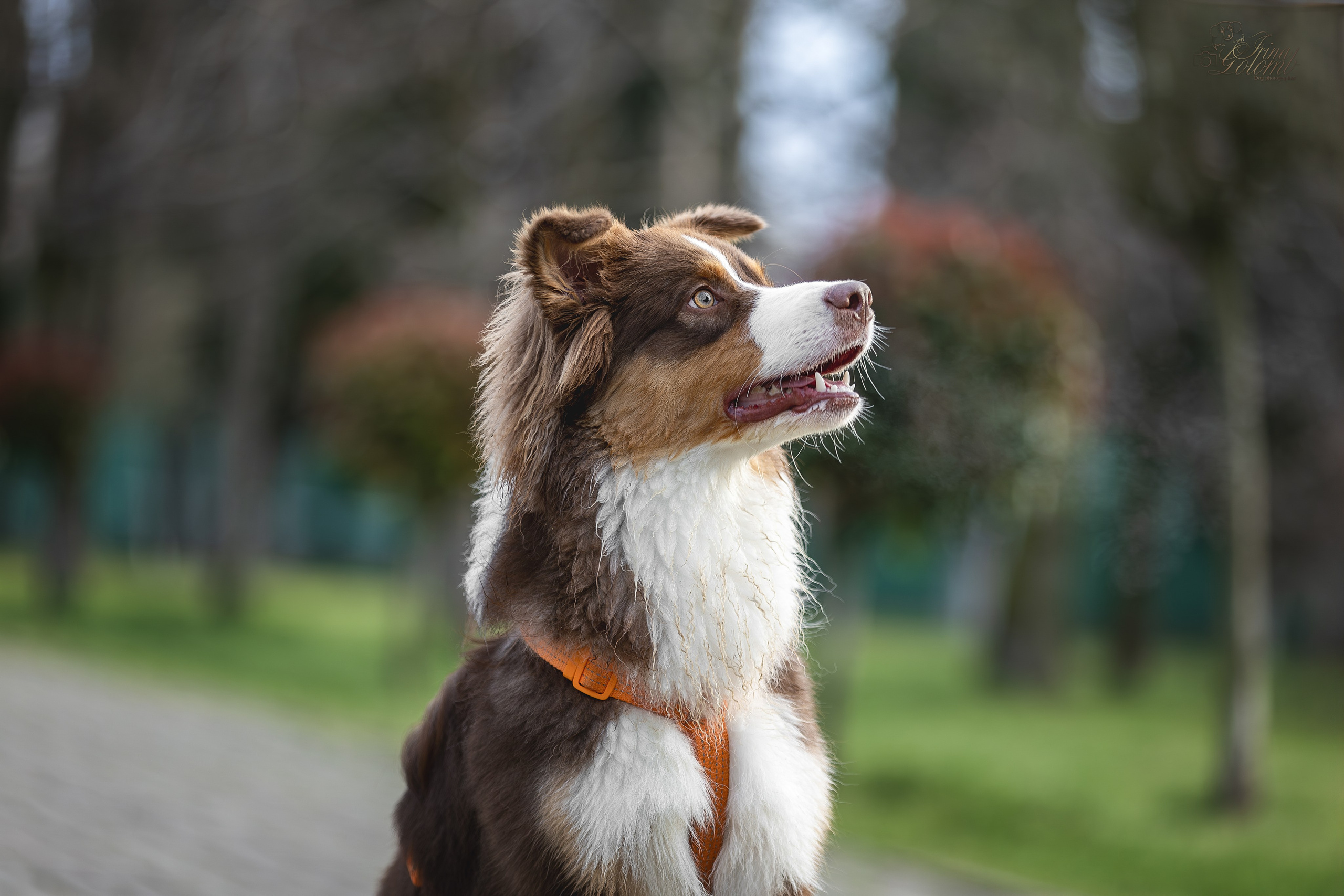 Бадди, Австралийская Овчарка. Ирина Голомб|Фотограф-анималист в  Сочи и Калининграде