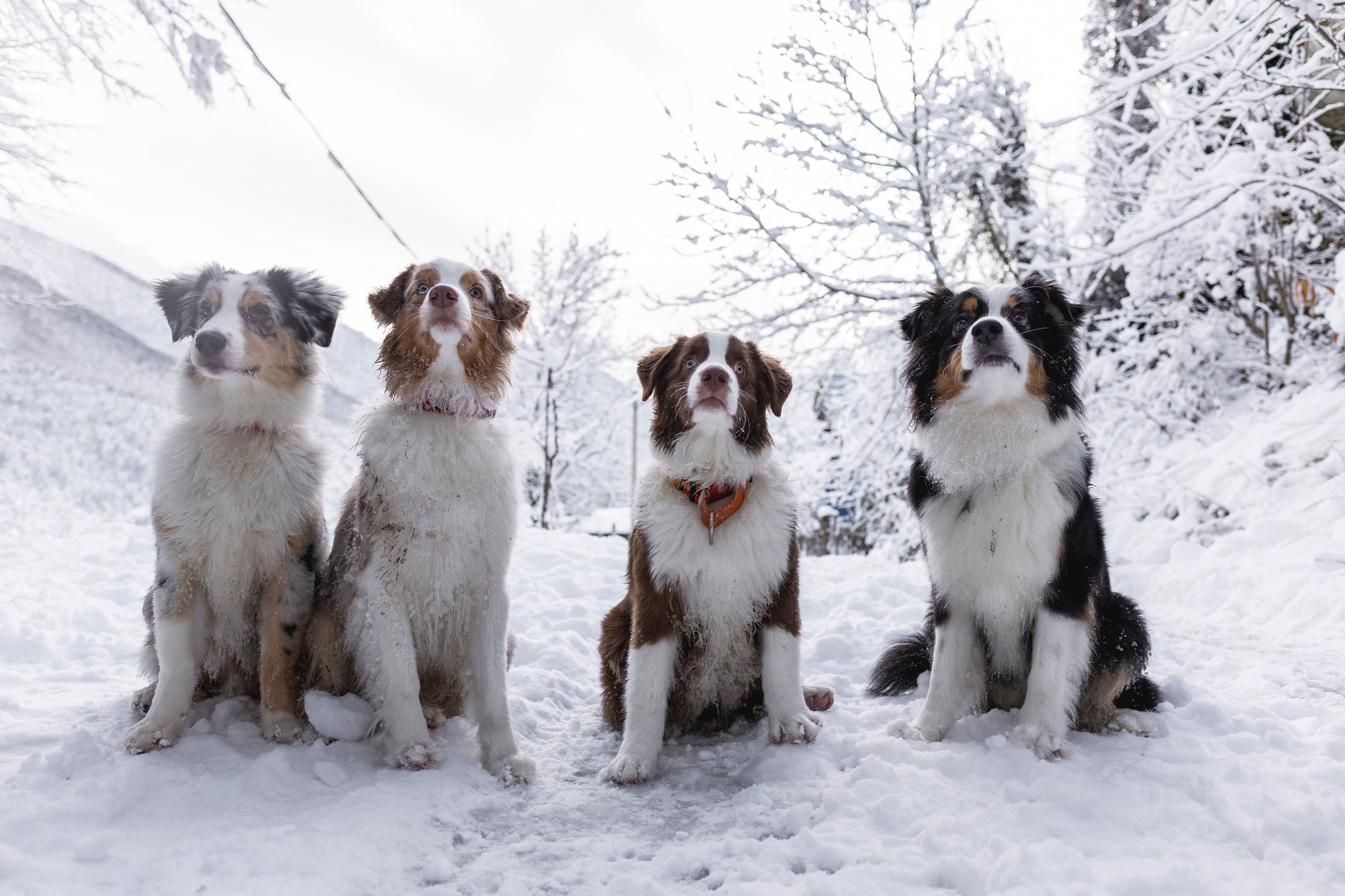 Догтуса Тропа Ефремова. Ирина Голомб|Фотограф-анималист в  Сочи и Калининграде