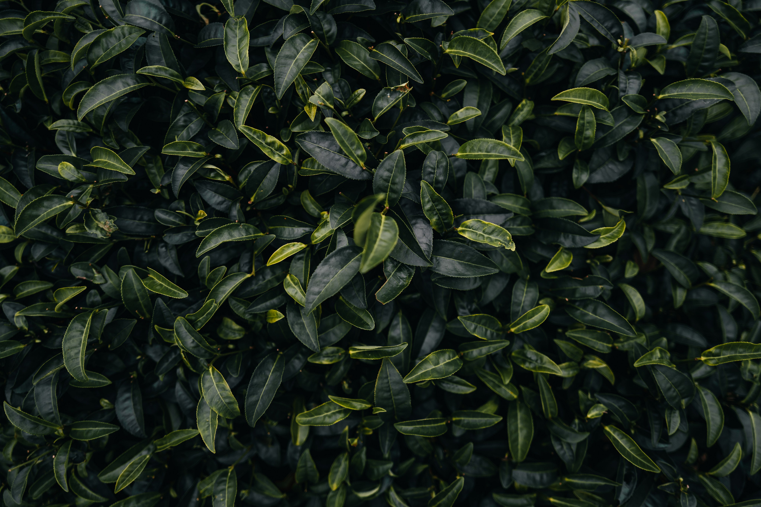 China/Китай. @tomrus: Рустам Шагиморданов — фотограф