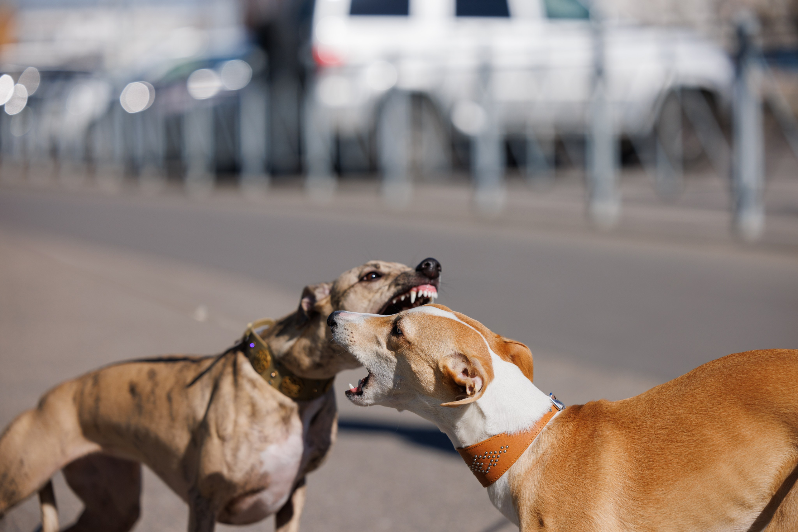 Сфера и Крокус 8,9,16 и 30.03.2025. Фотограф-анималист Юлия Германика