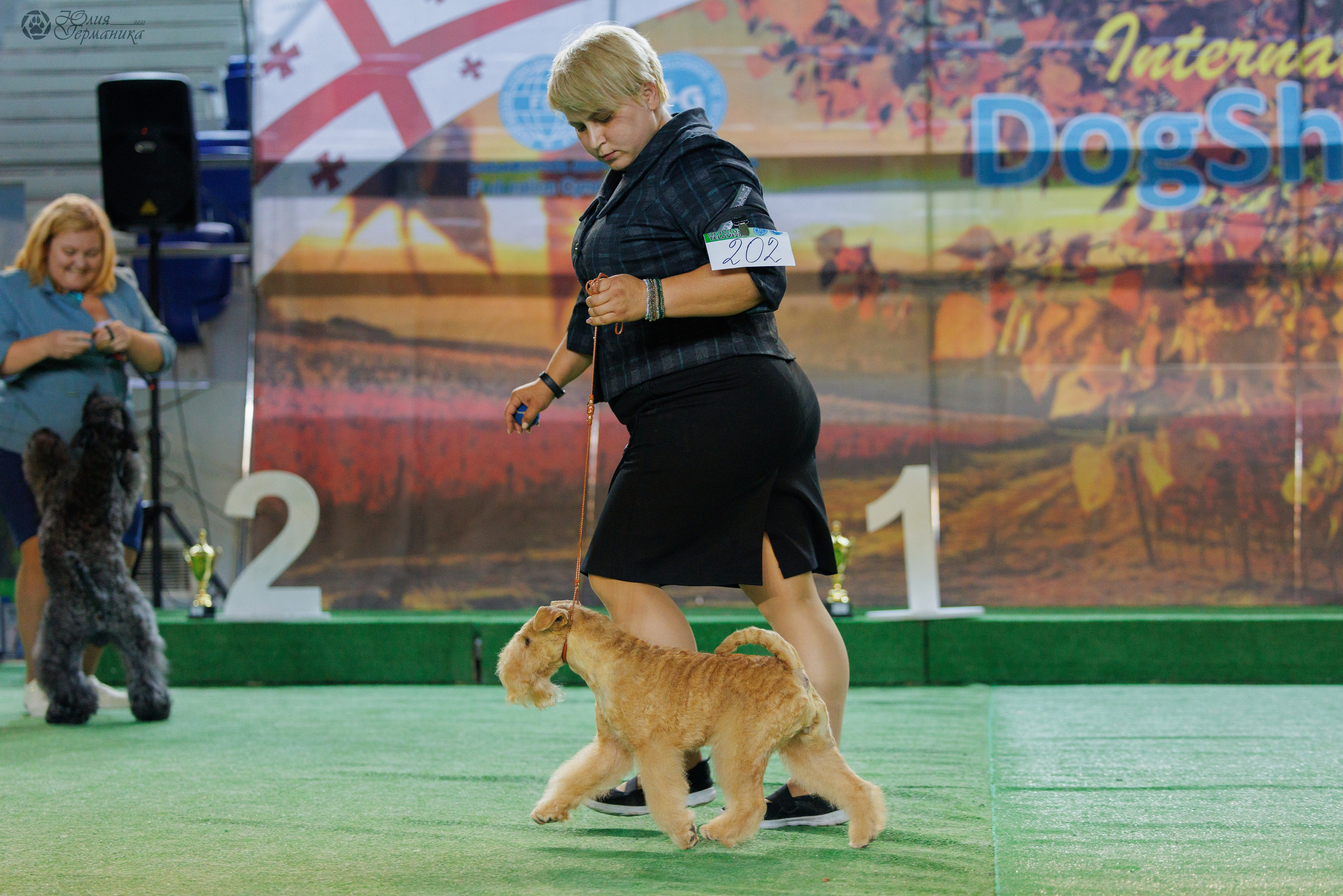 Грузия,Телави 2хCACIB 19-20.10.2024. Фотограф-анималист Юлия Германика