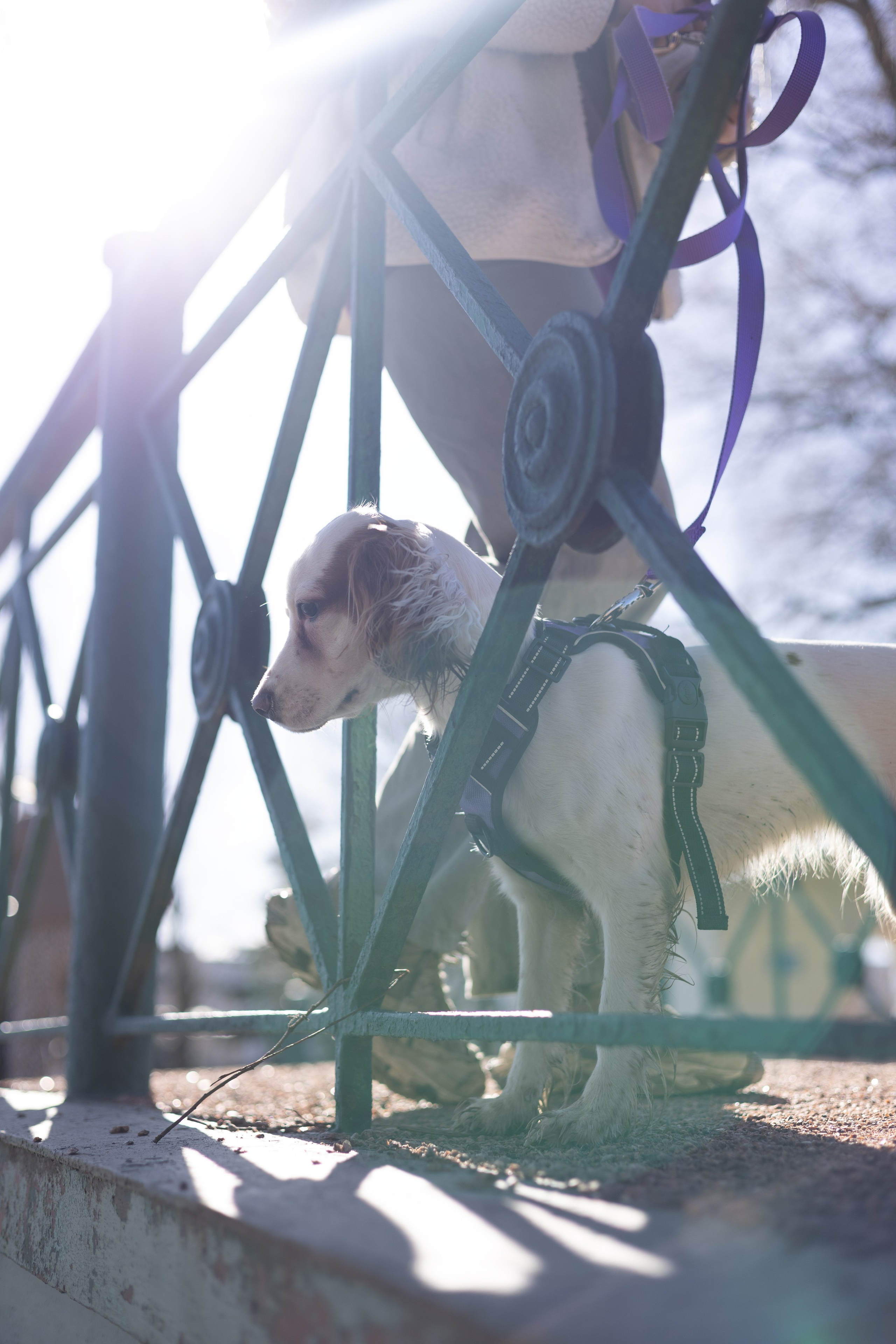 Валерия Креста. Фотограф животных Евгения Верцинская