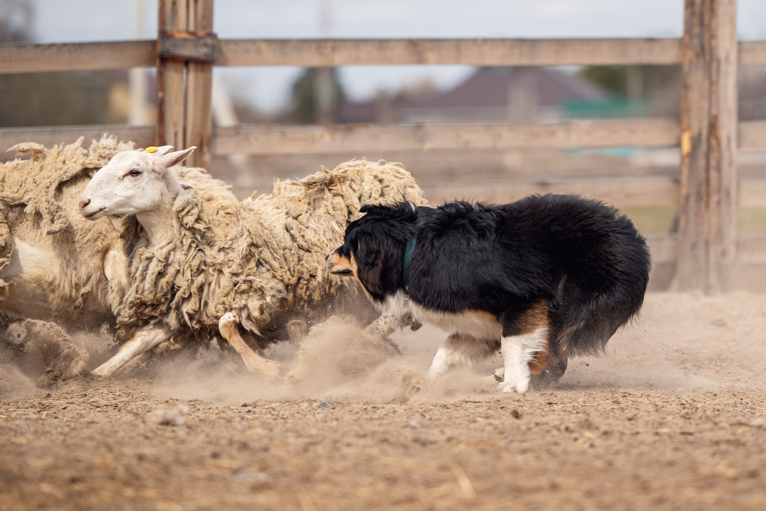 Ночь. YULA KOLESOVA | Фотограф — Анималист | Художник | Тюмень