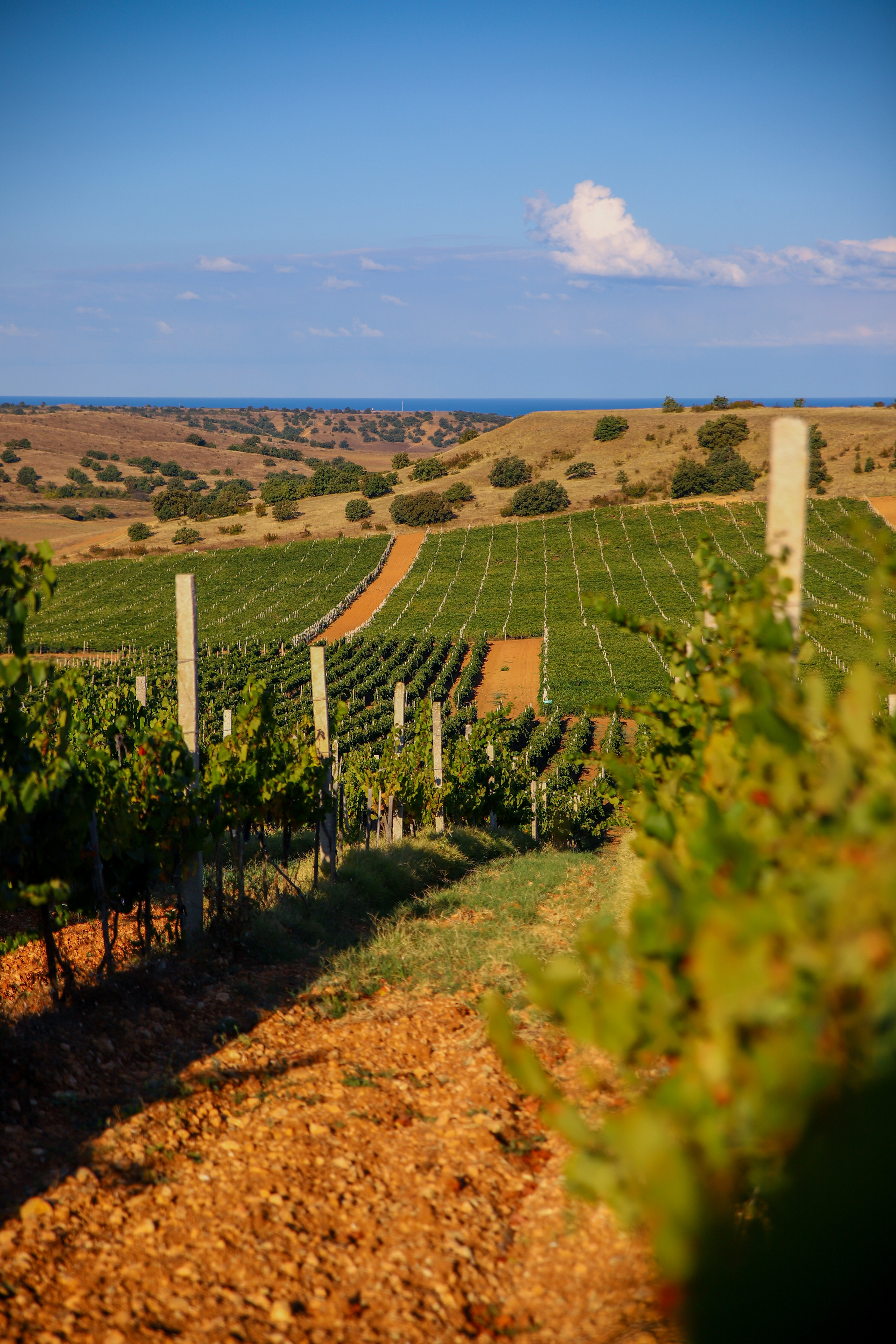 Бизнес. Самый Добрый Фотограф Краснодара