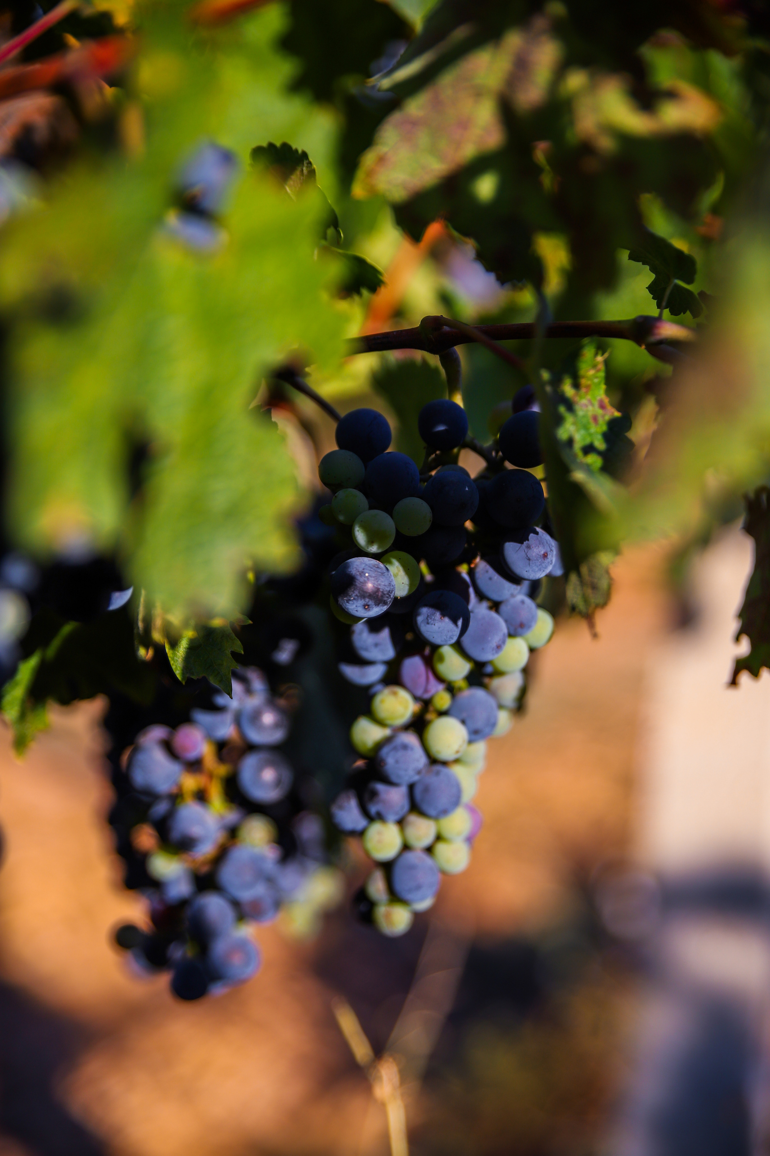 Бизнес. Самый Добрый Фотограф Краснодара