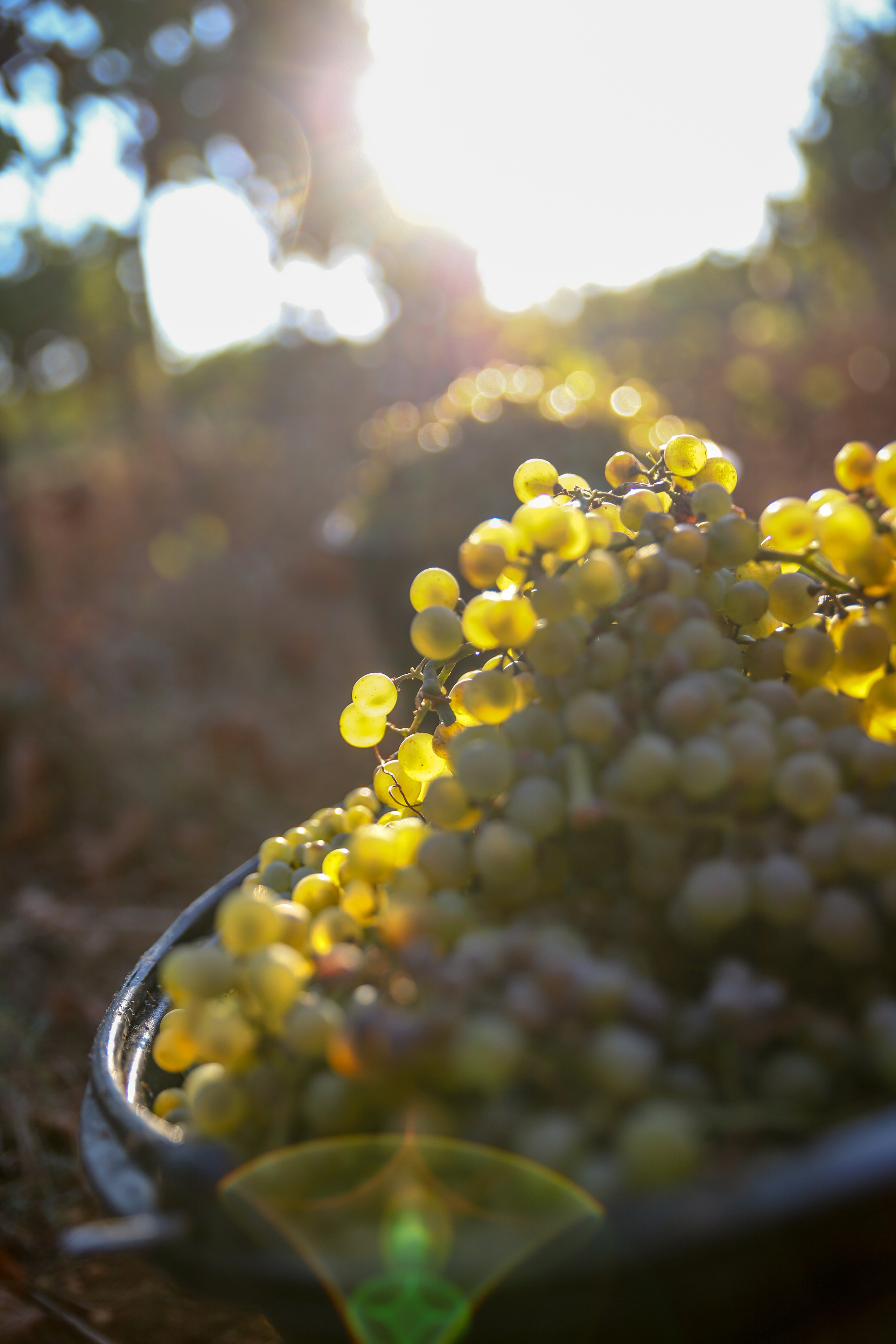 Бизнес. Самый Добрый Фотограф Краснодара