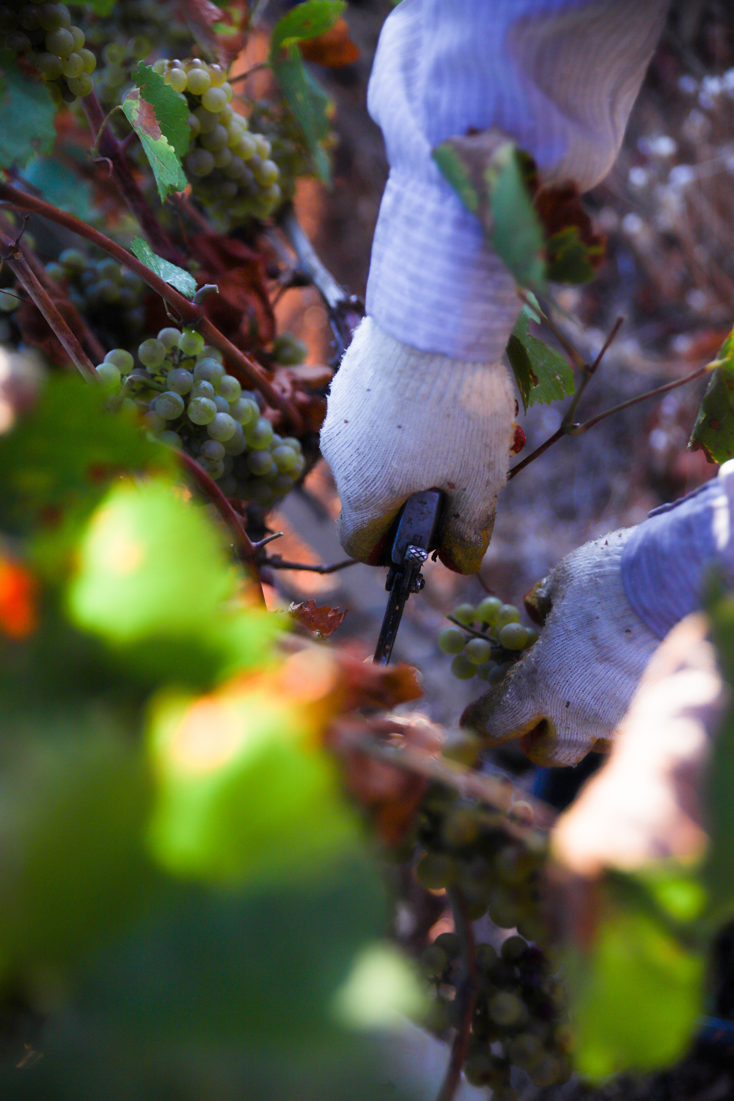 Бизнес. Самый Добрый Фотограф Краснодара