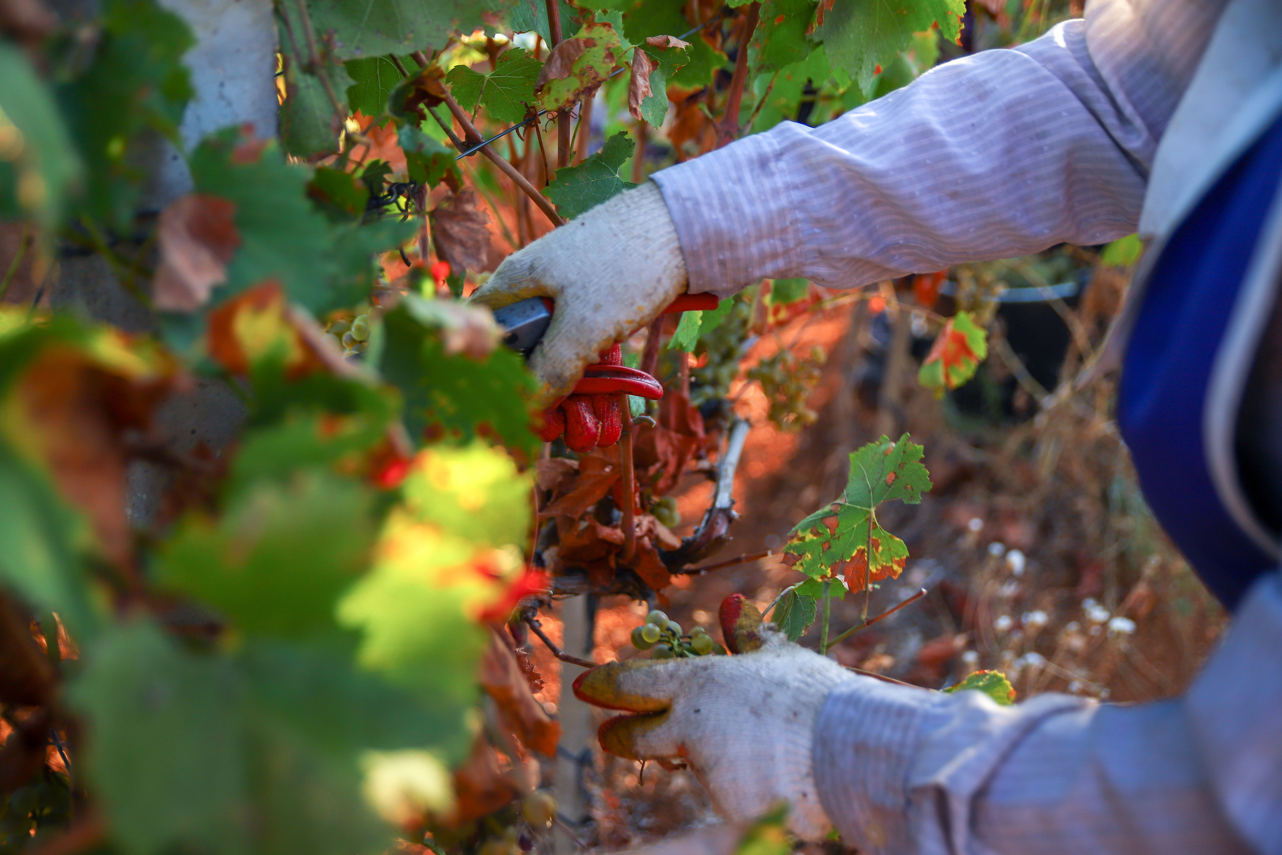 Бизнес. Самый Добрый Фотограф Краснодара